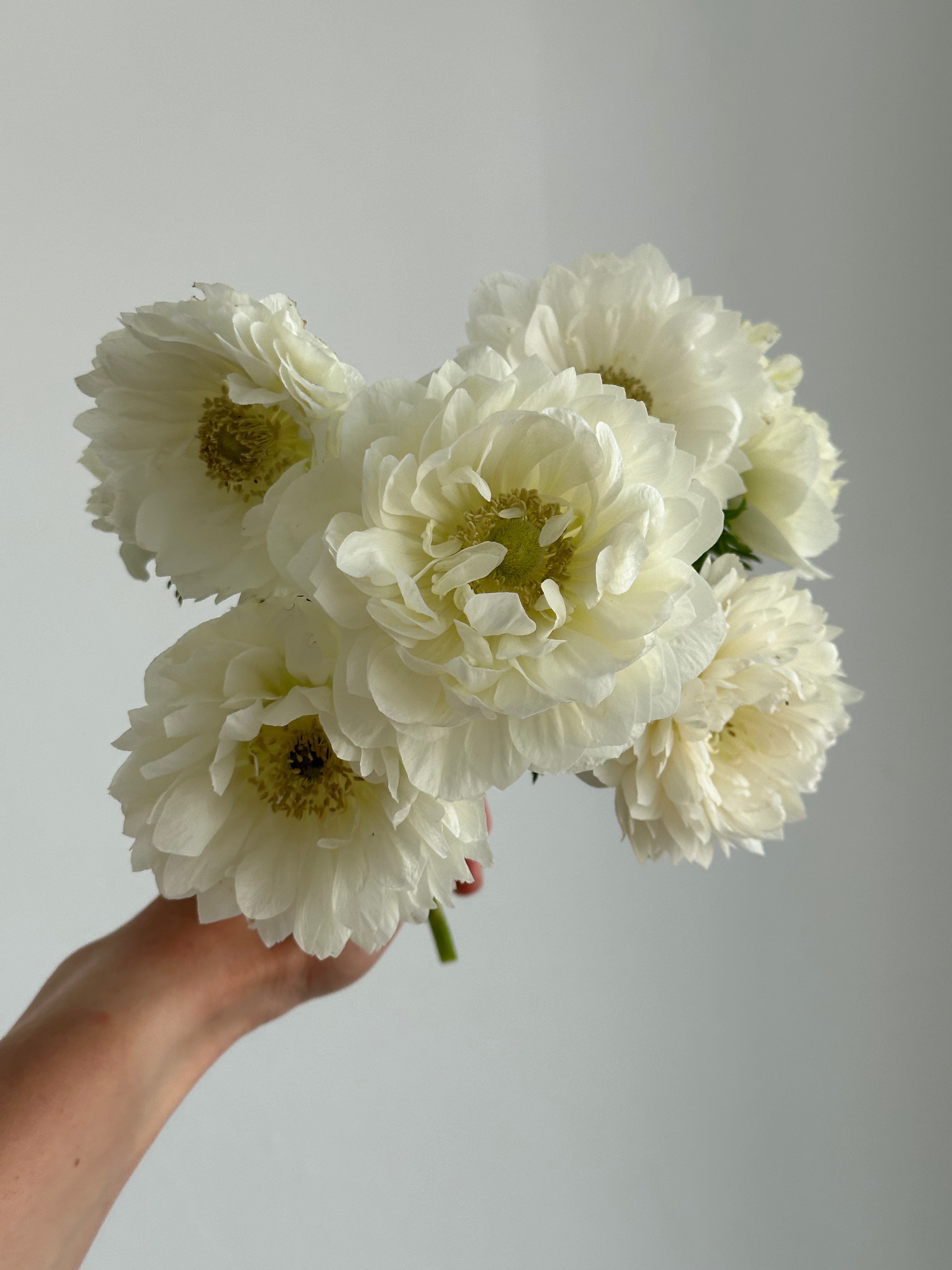 Anemone Levante Bianco
