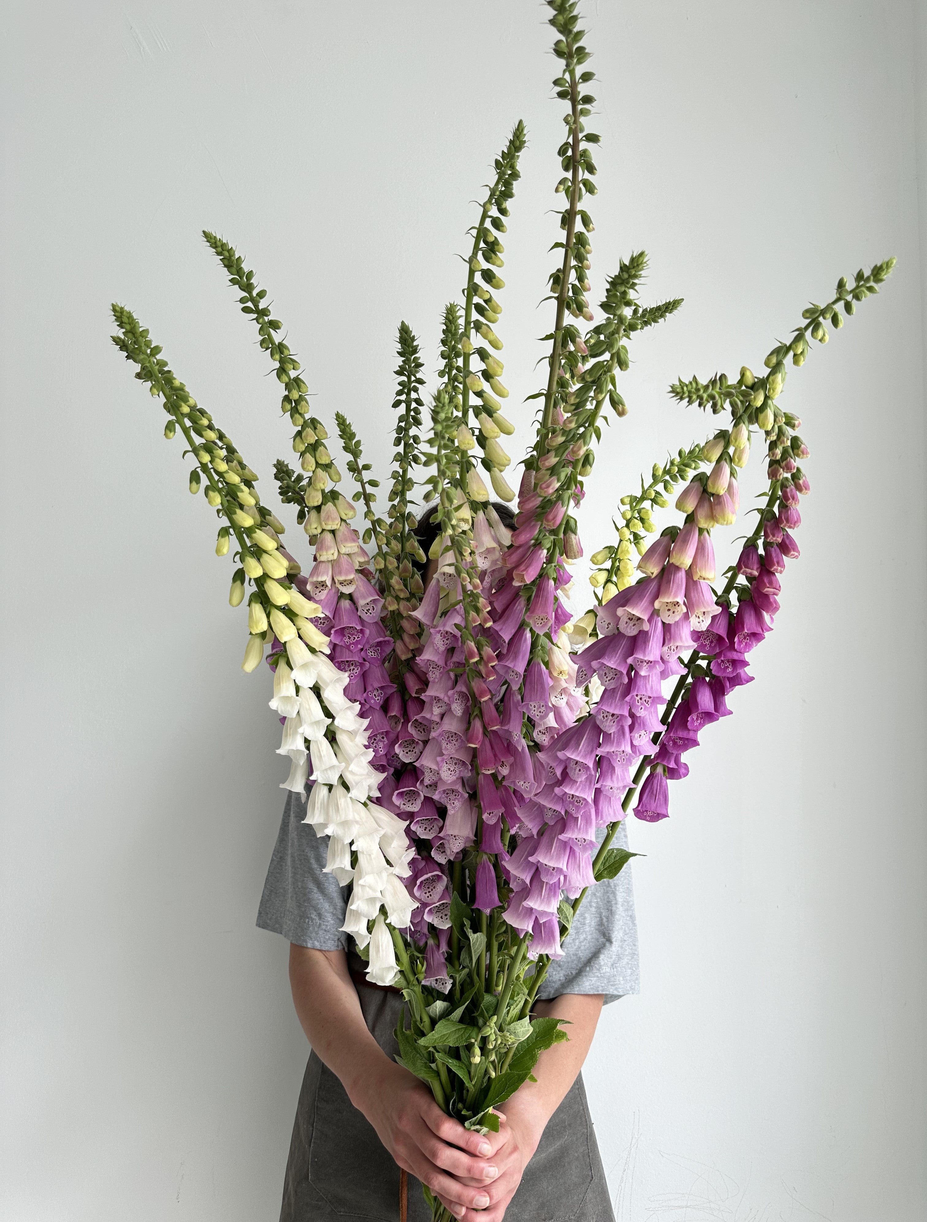 Digitalis Purpurea Gloxiniaeflora