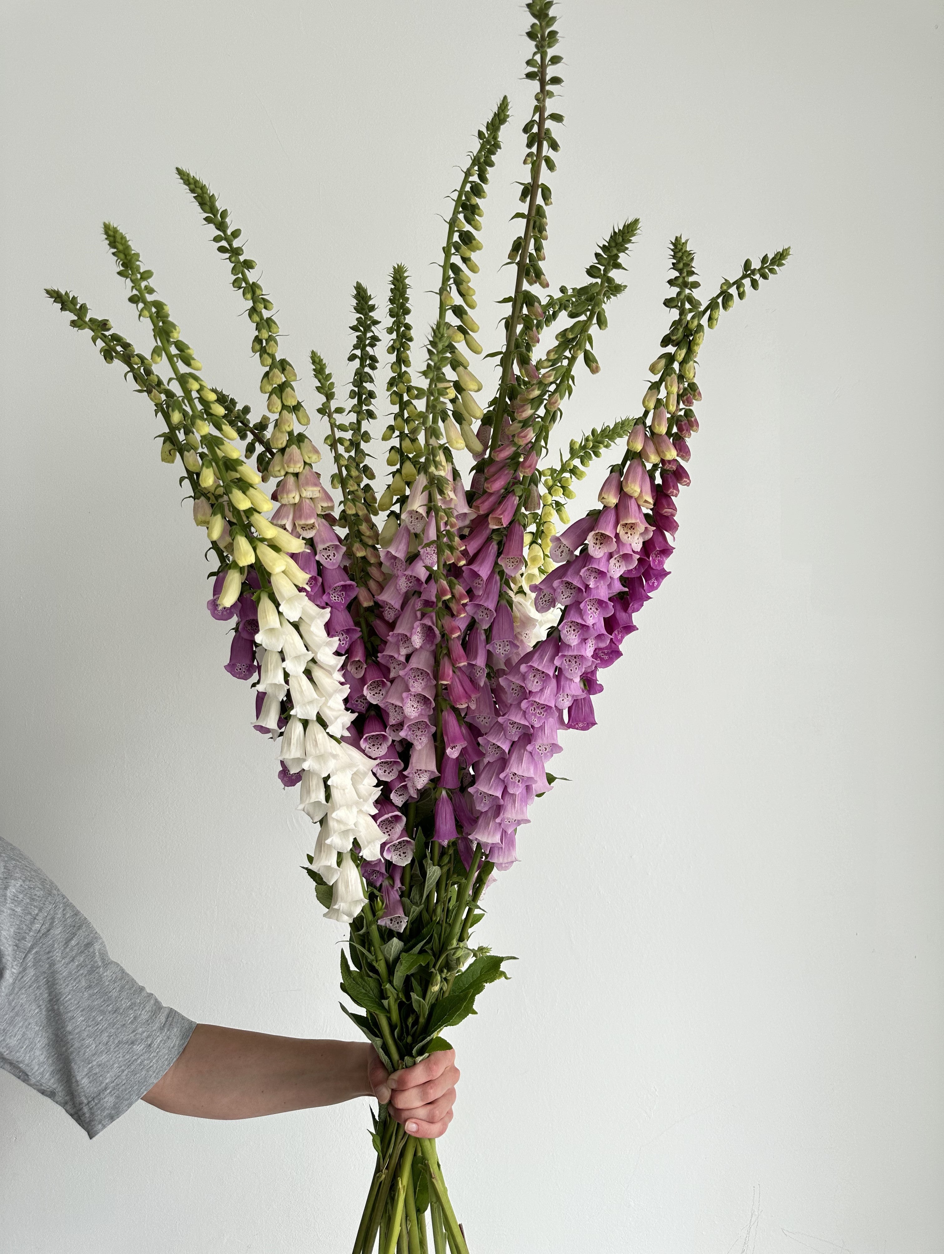 Digitalis Purpurea Gloxiniaeflora