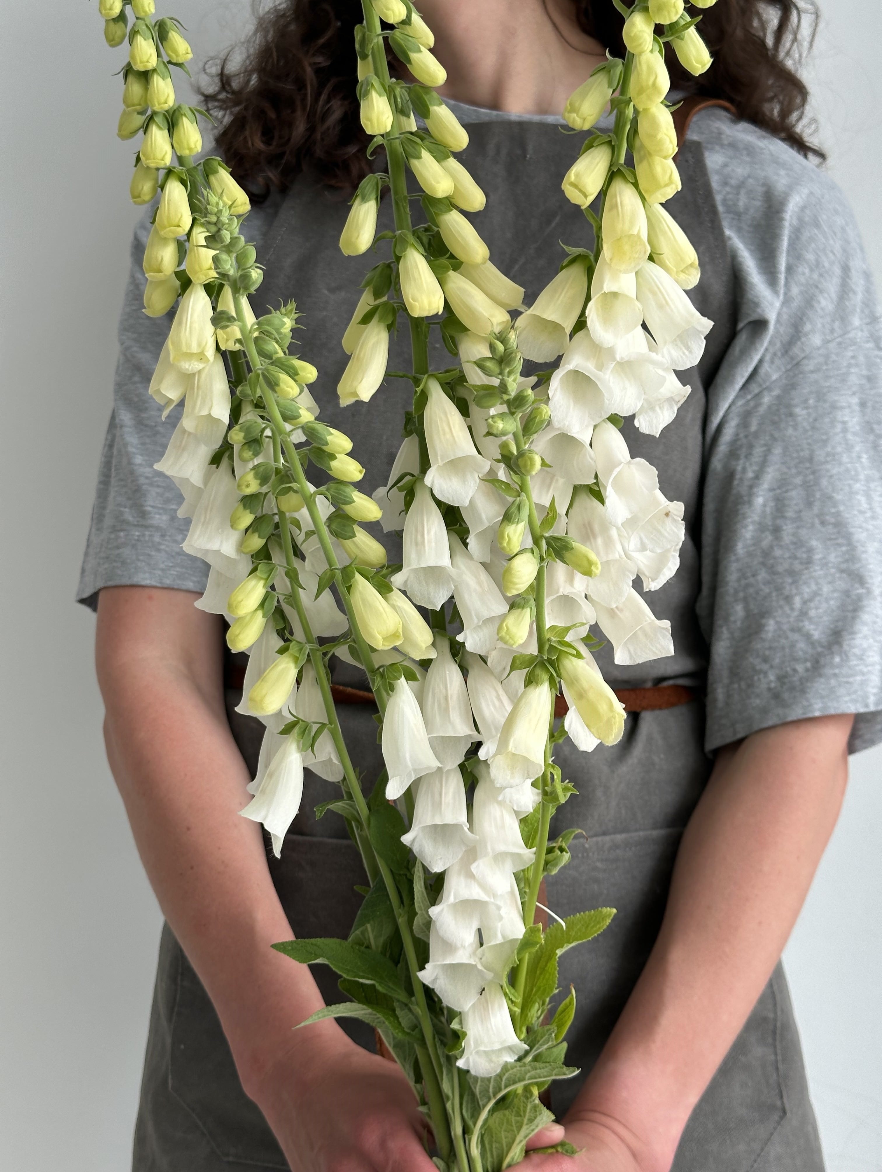 Digitalis Purpurea Alba