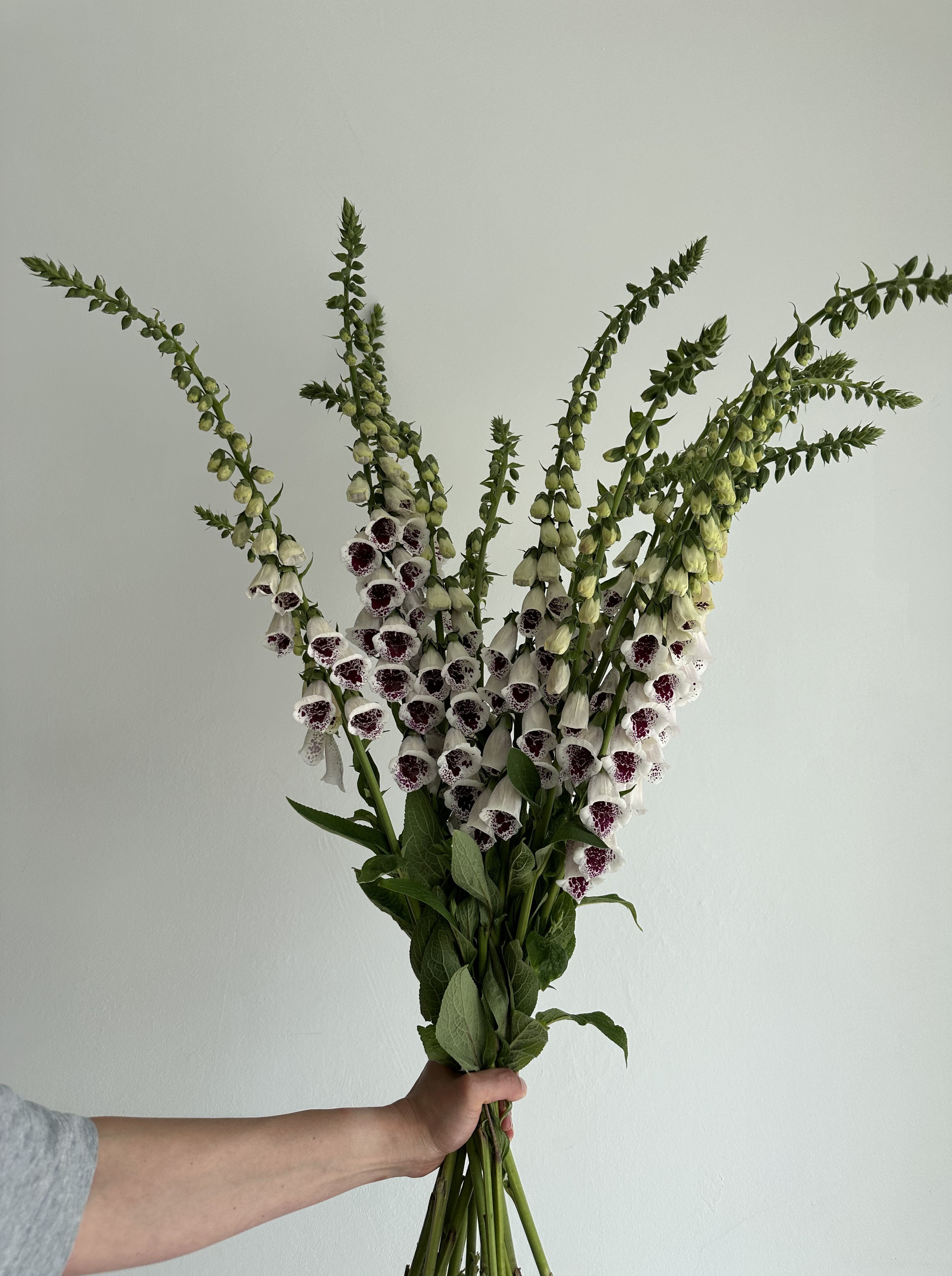 Digitalis Purpurea Pam's Choice