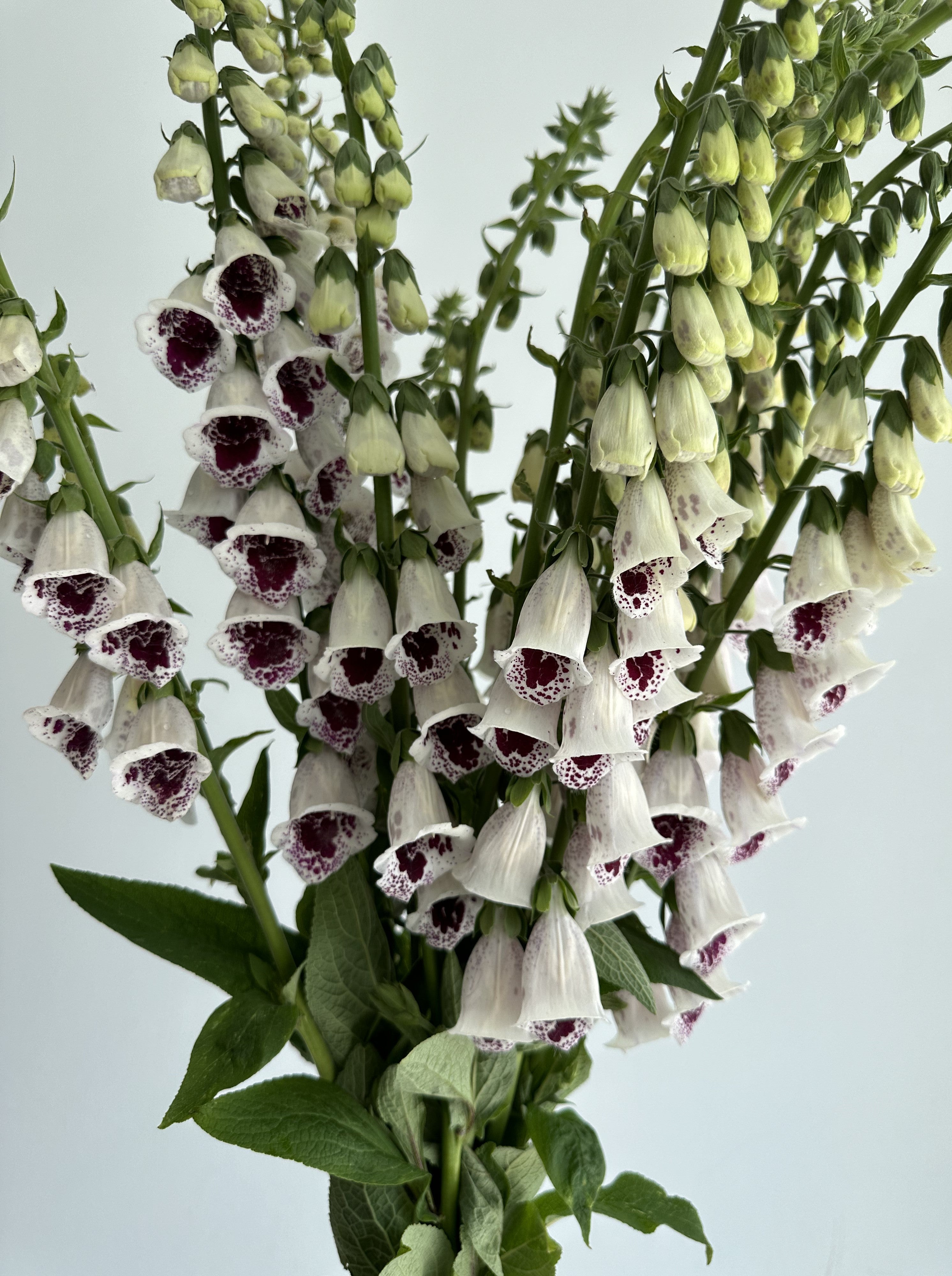 Digitalis Purpurea Pam's Choice