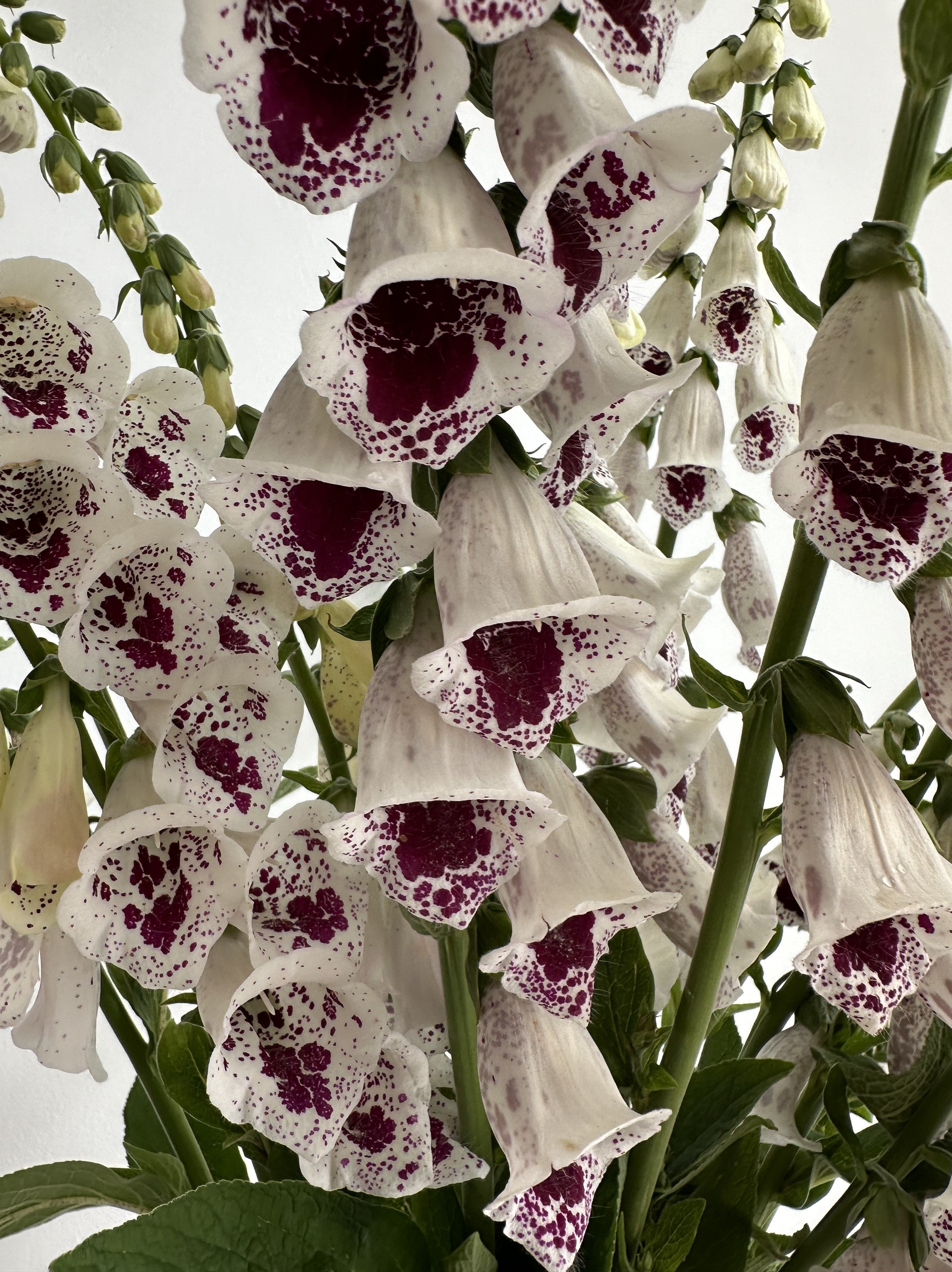 Digitalis Purpurea Pam's Choice