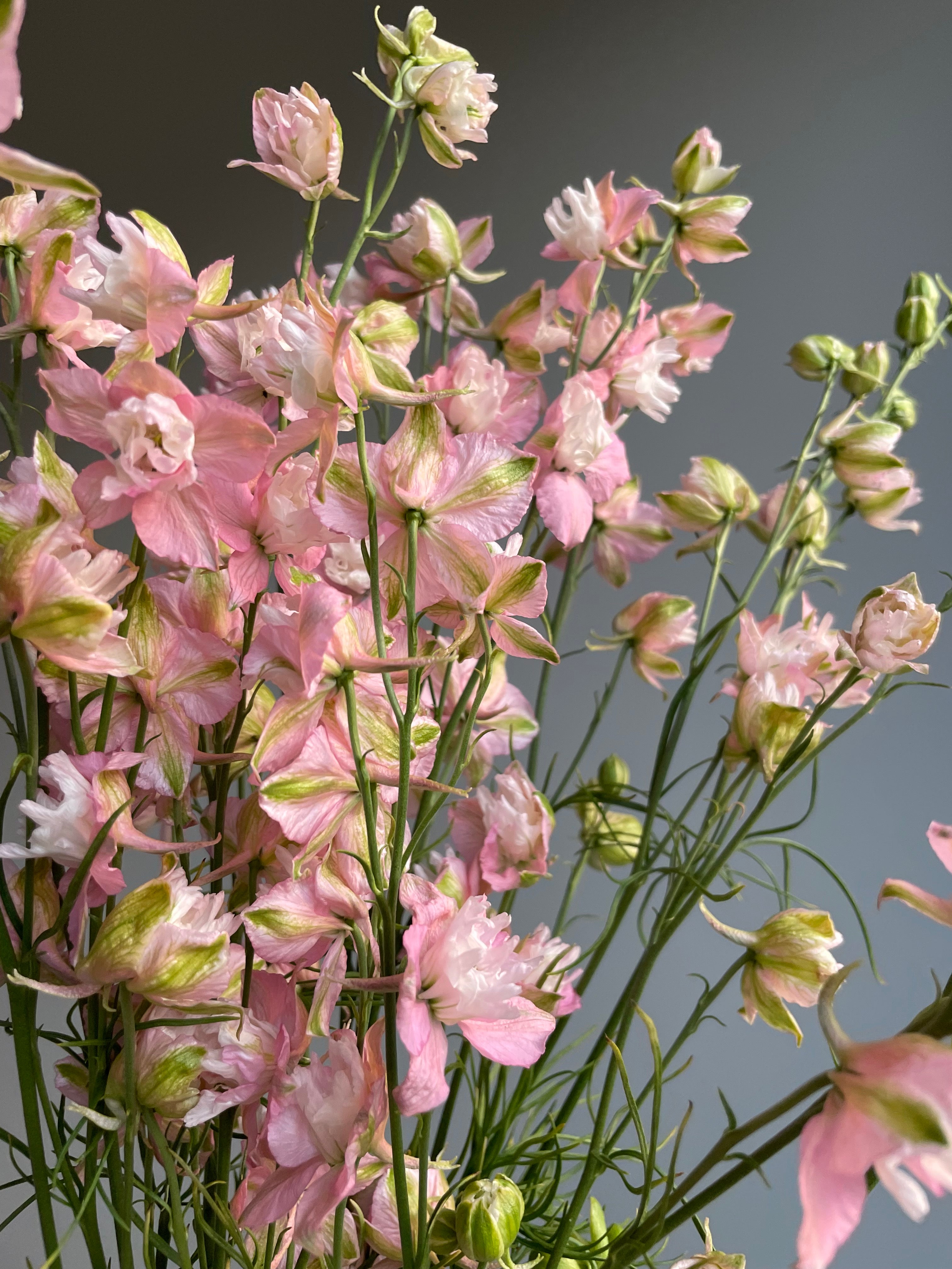 Larkspur Light Pink