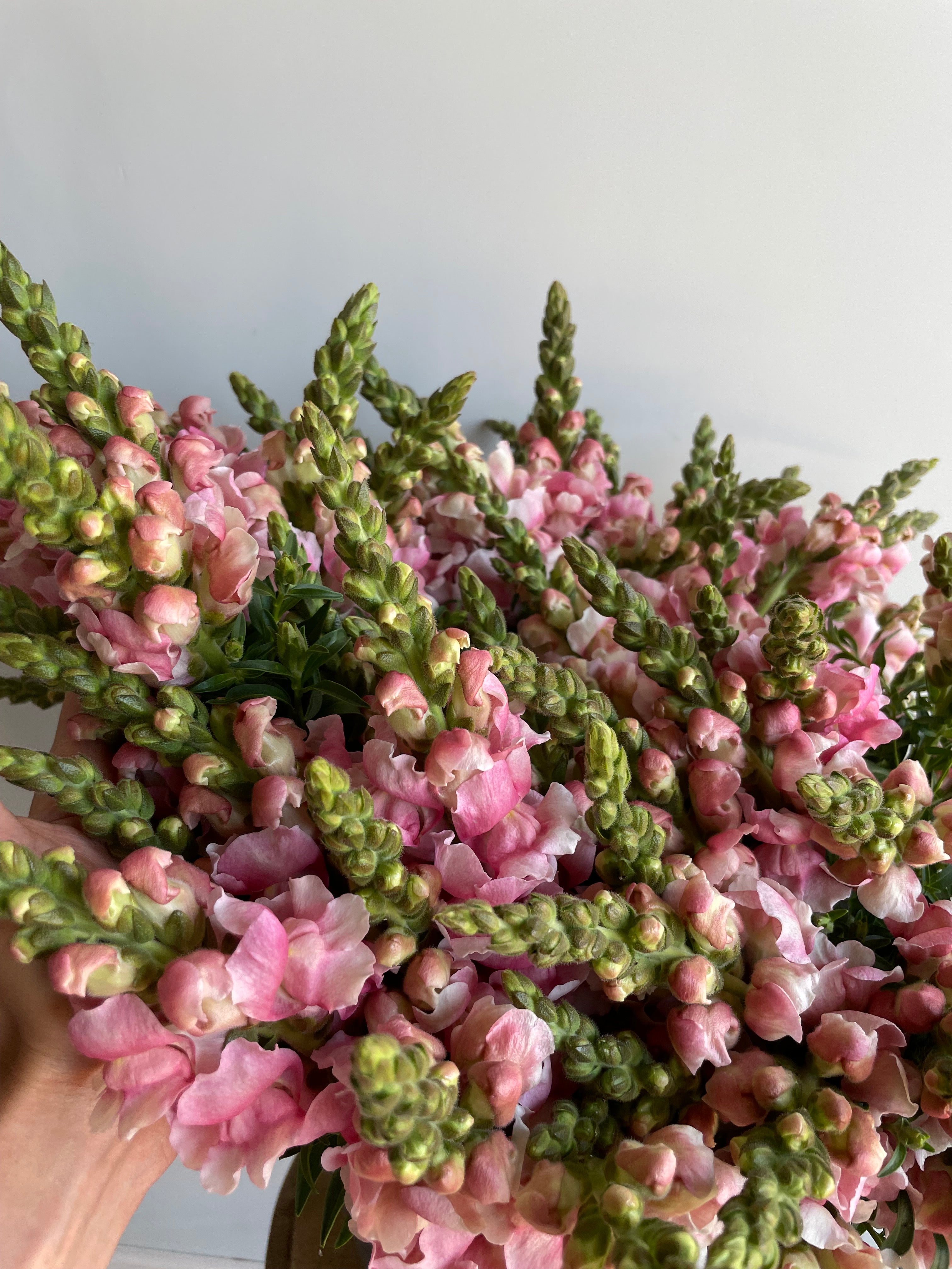 Larkspur Light Pink