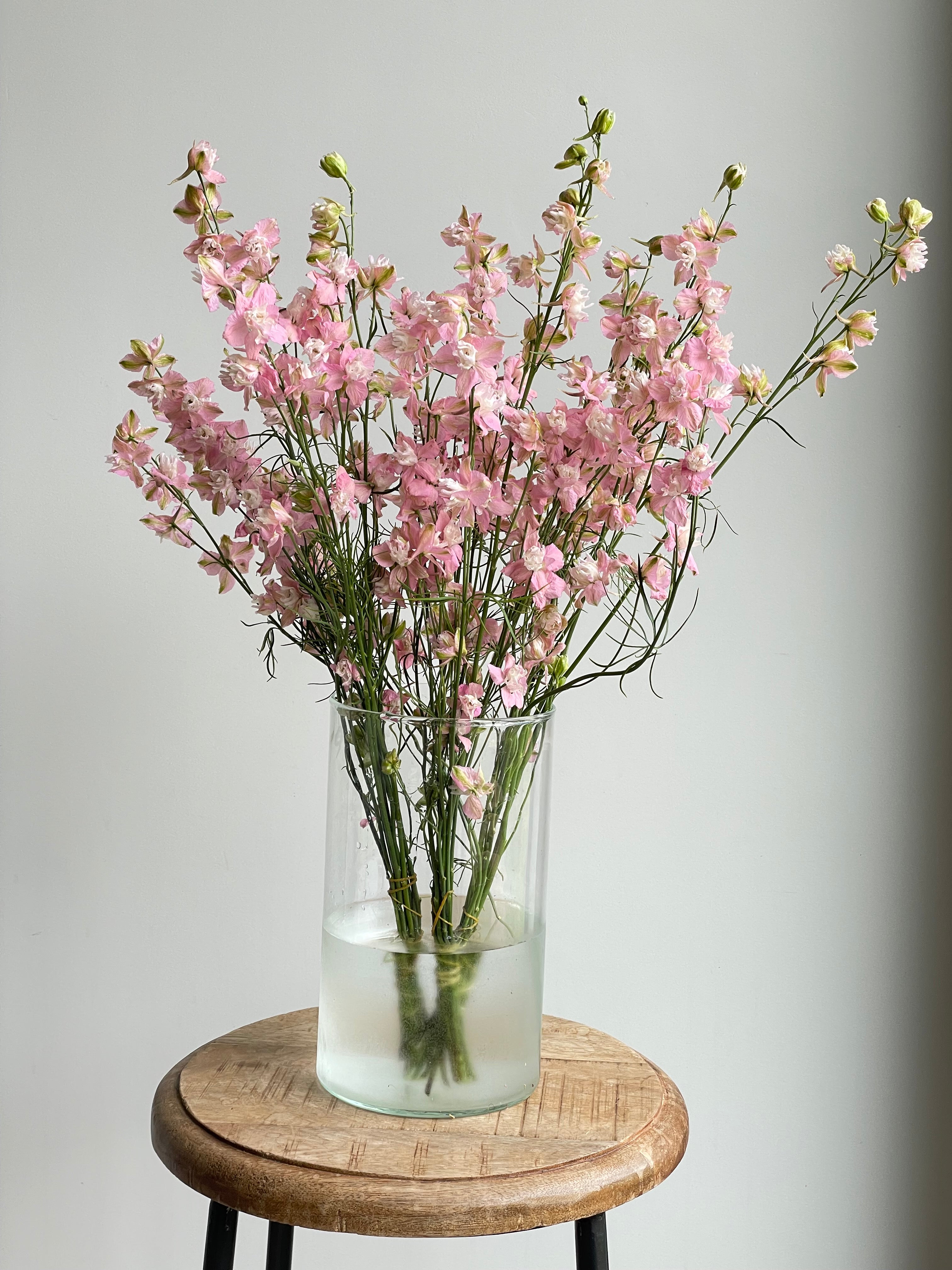 Larkspur Light Pink