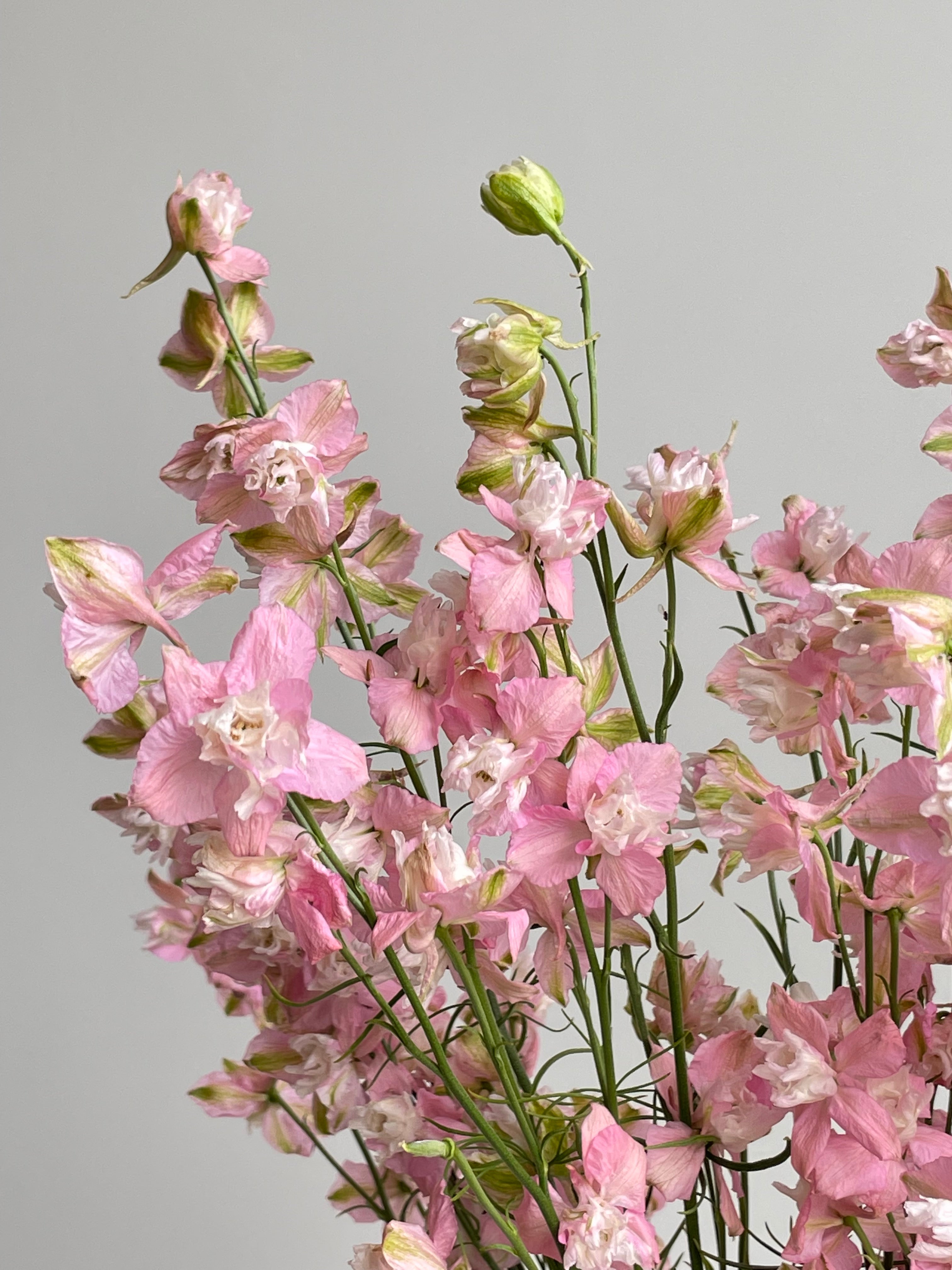Larkspur Light Pink