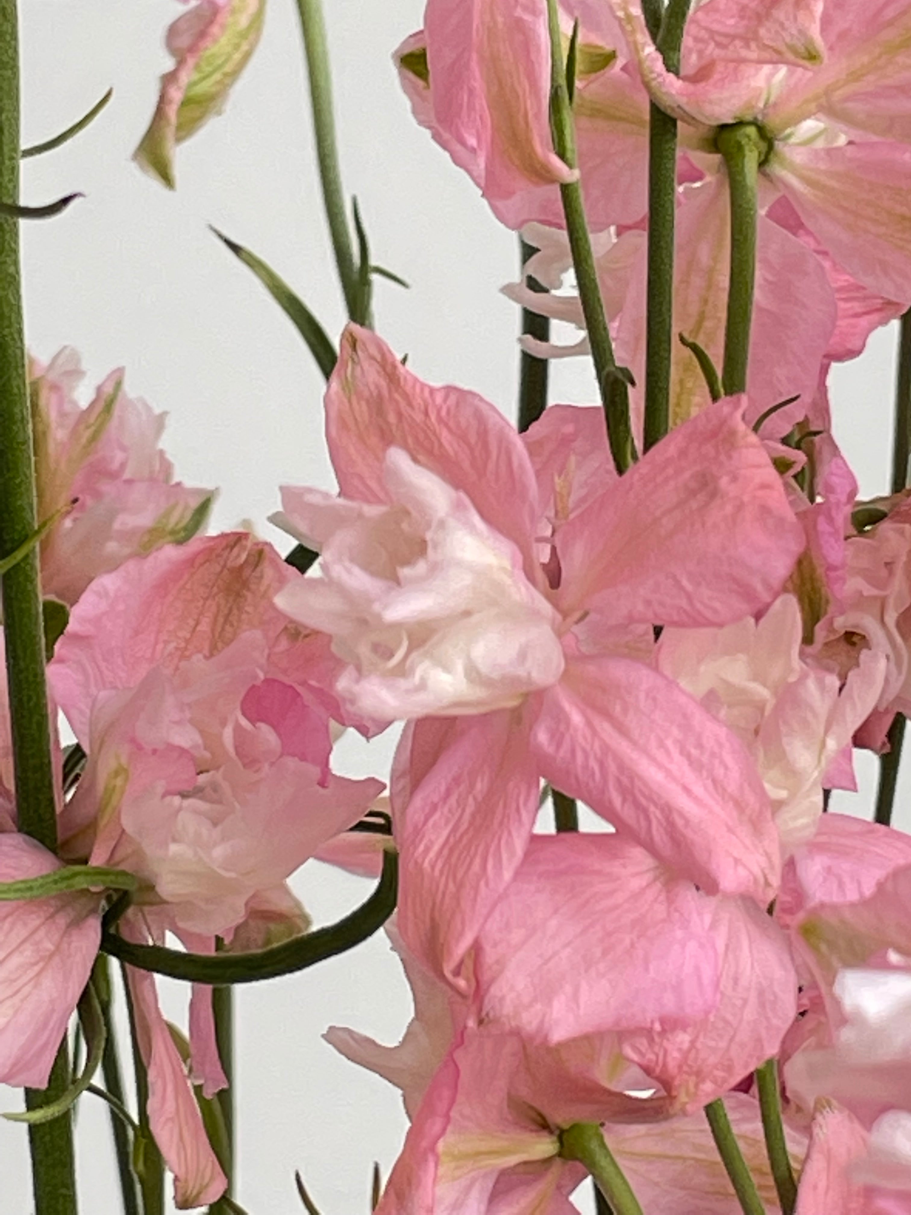 Larkspur Light Pink