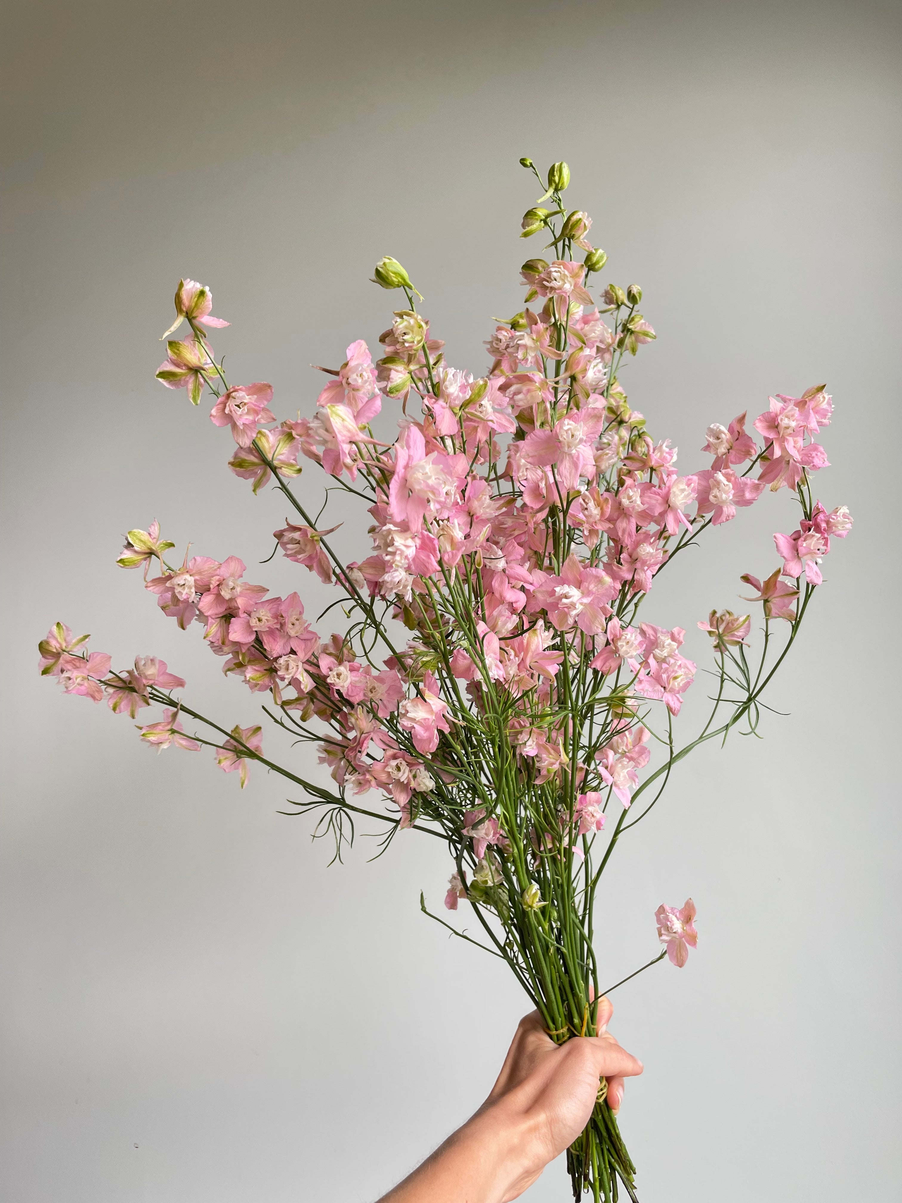 Larkspur Light Pink