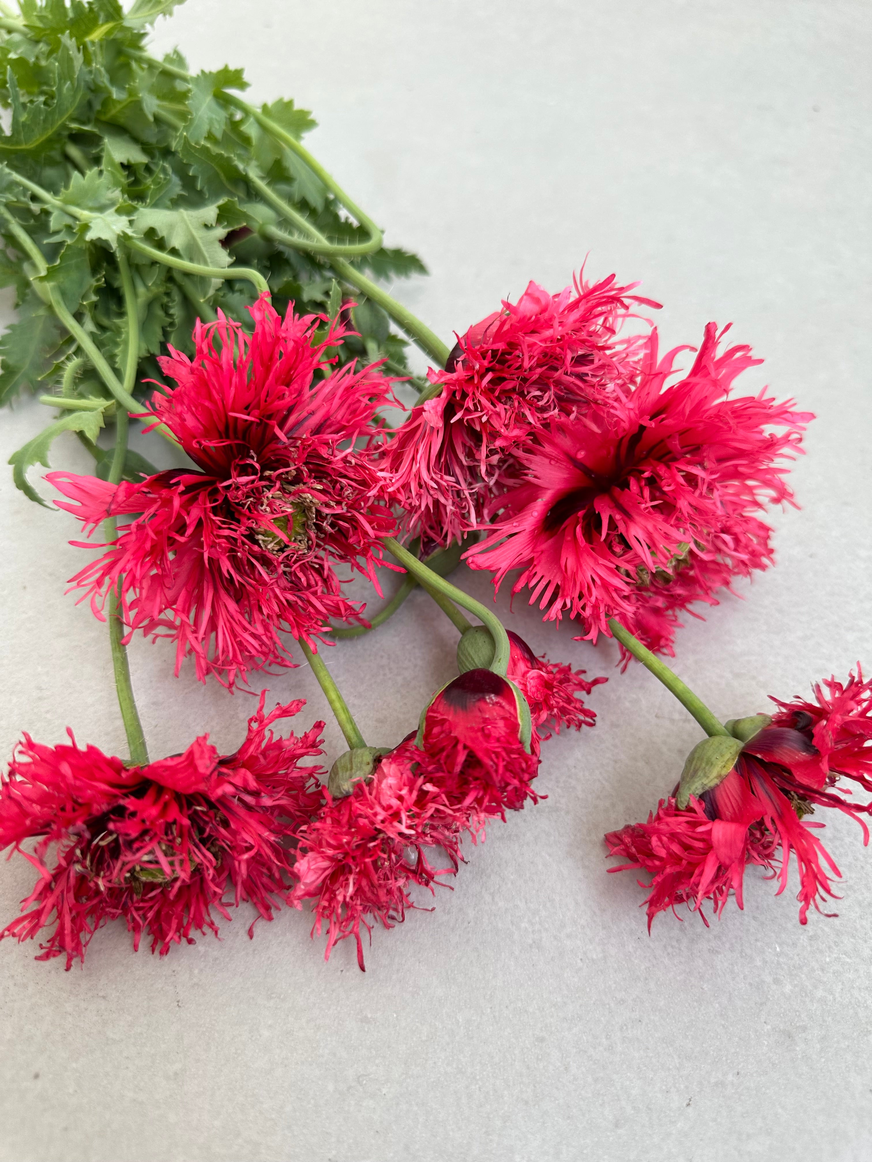 Papaver somniferum Rose Feathers