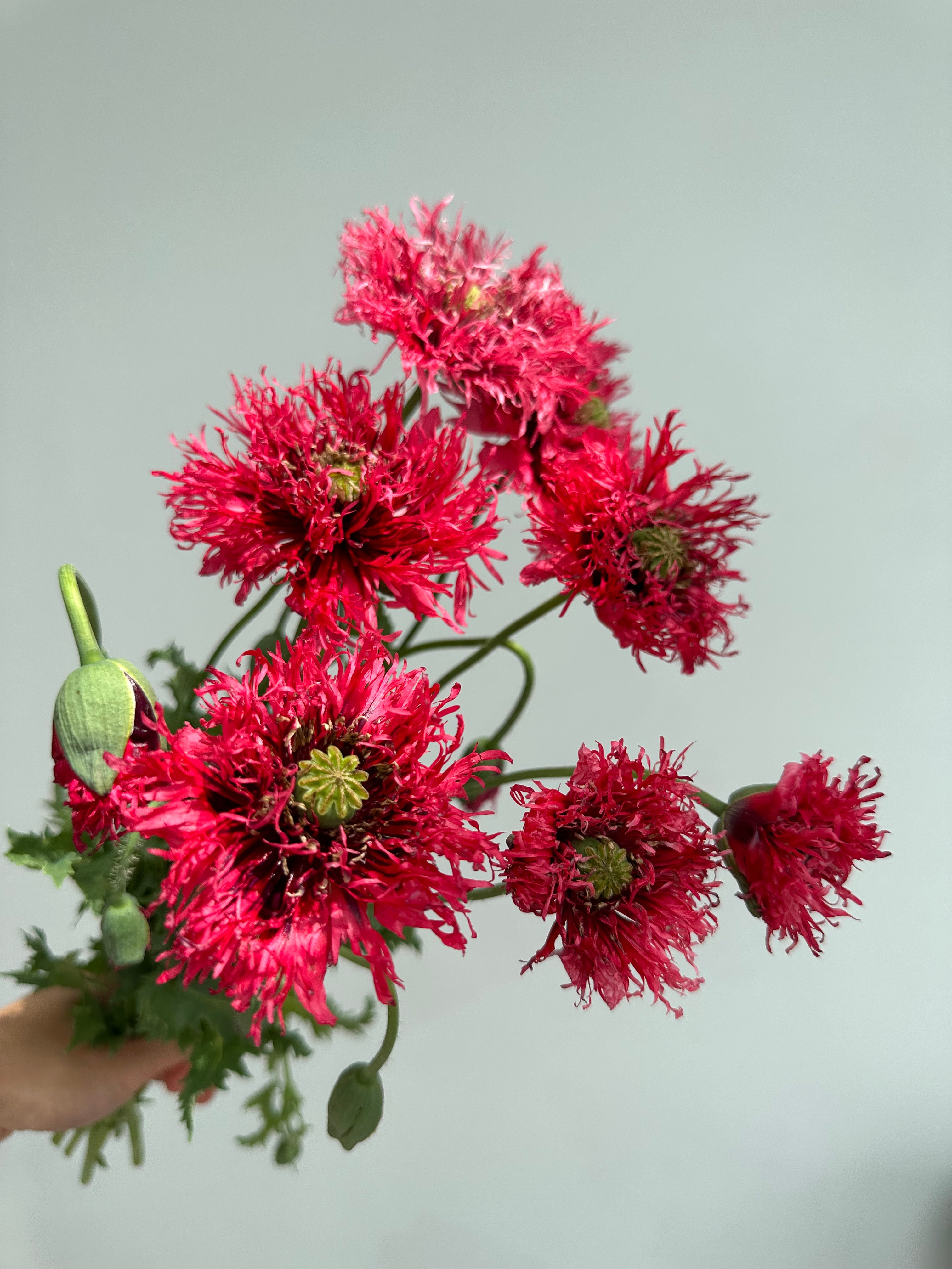 Papaver somniferum Rose Feathers