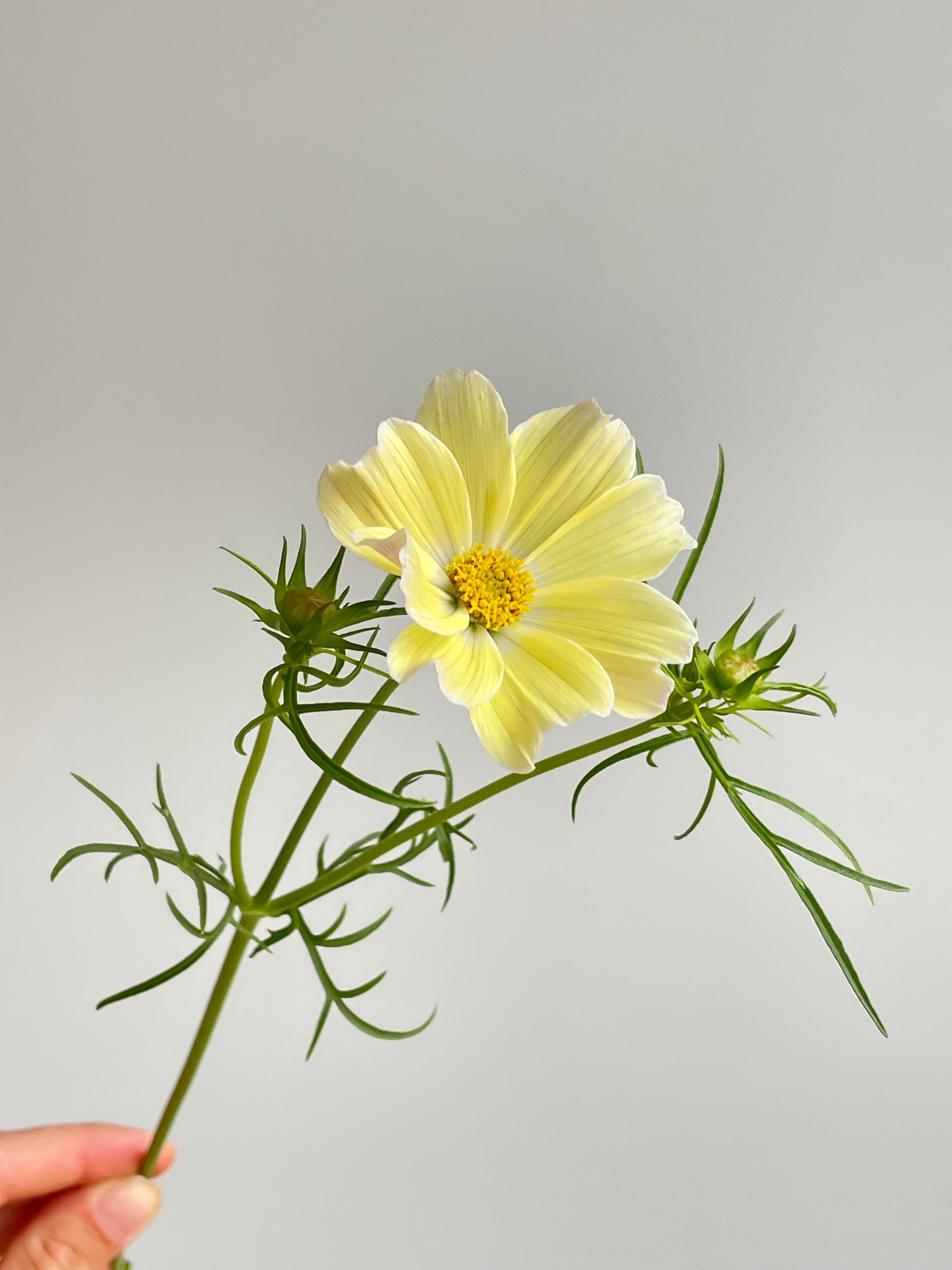 Cosmos Xanthos