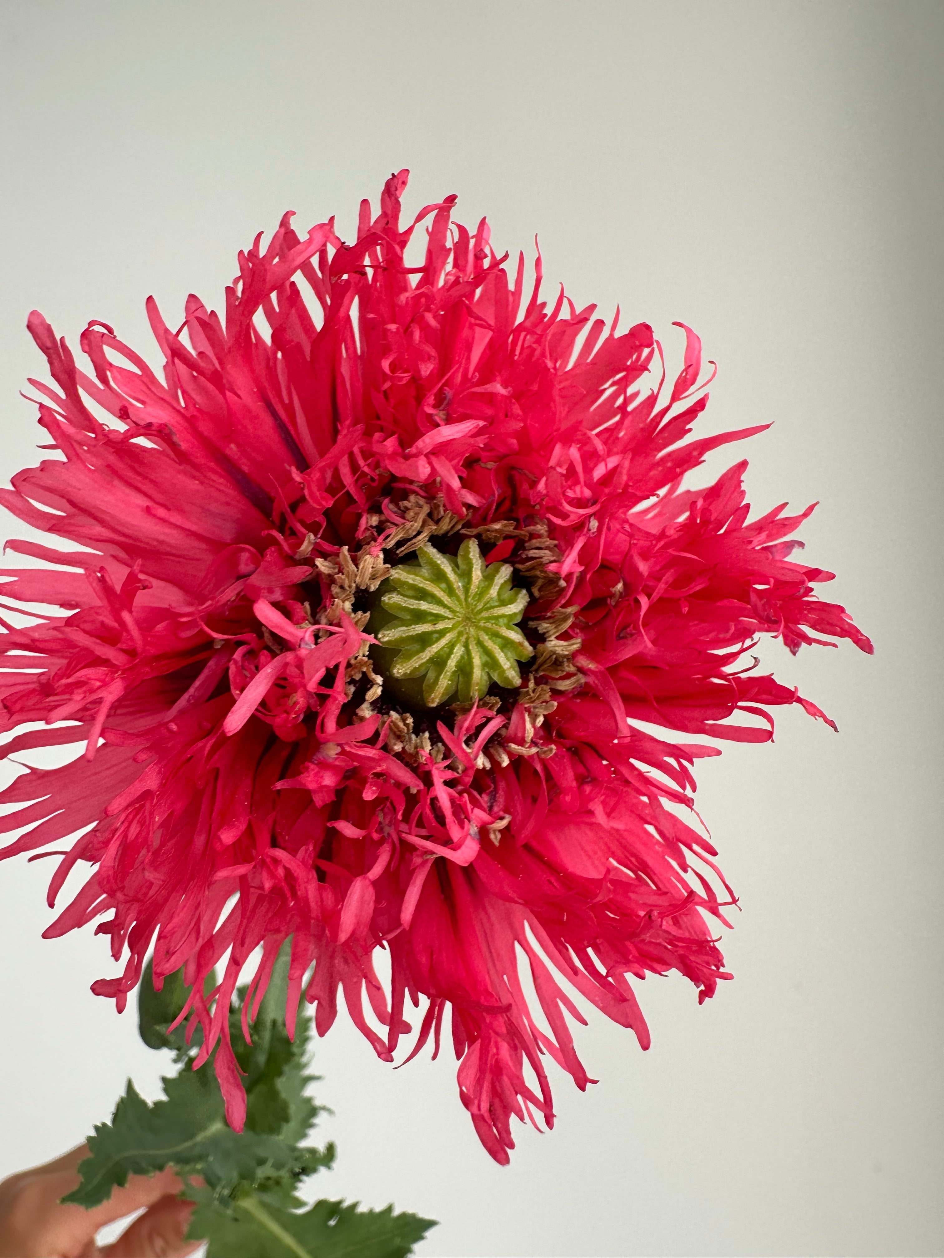 Papaver somniferum Rose Feathers