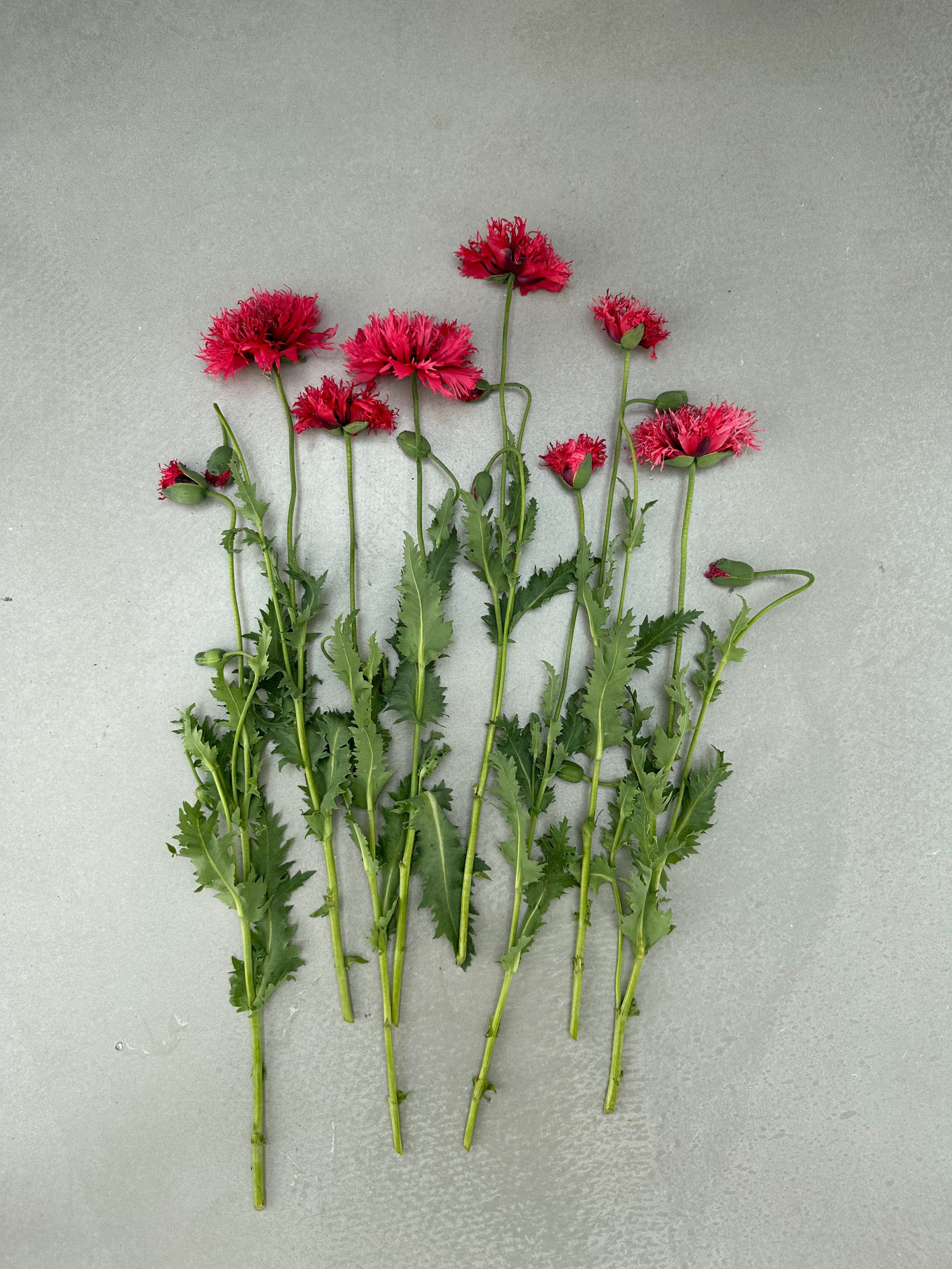 Papaver somniferum Rose Feathers