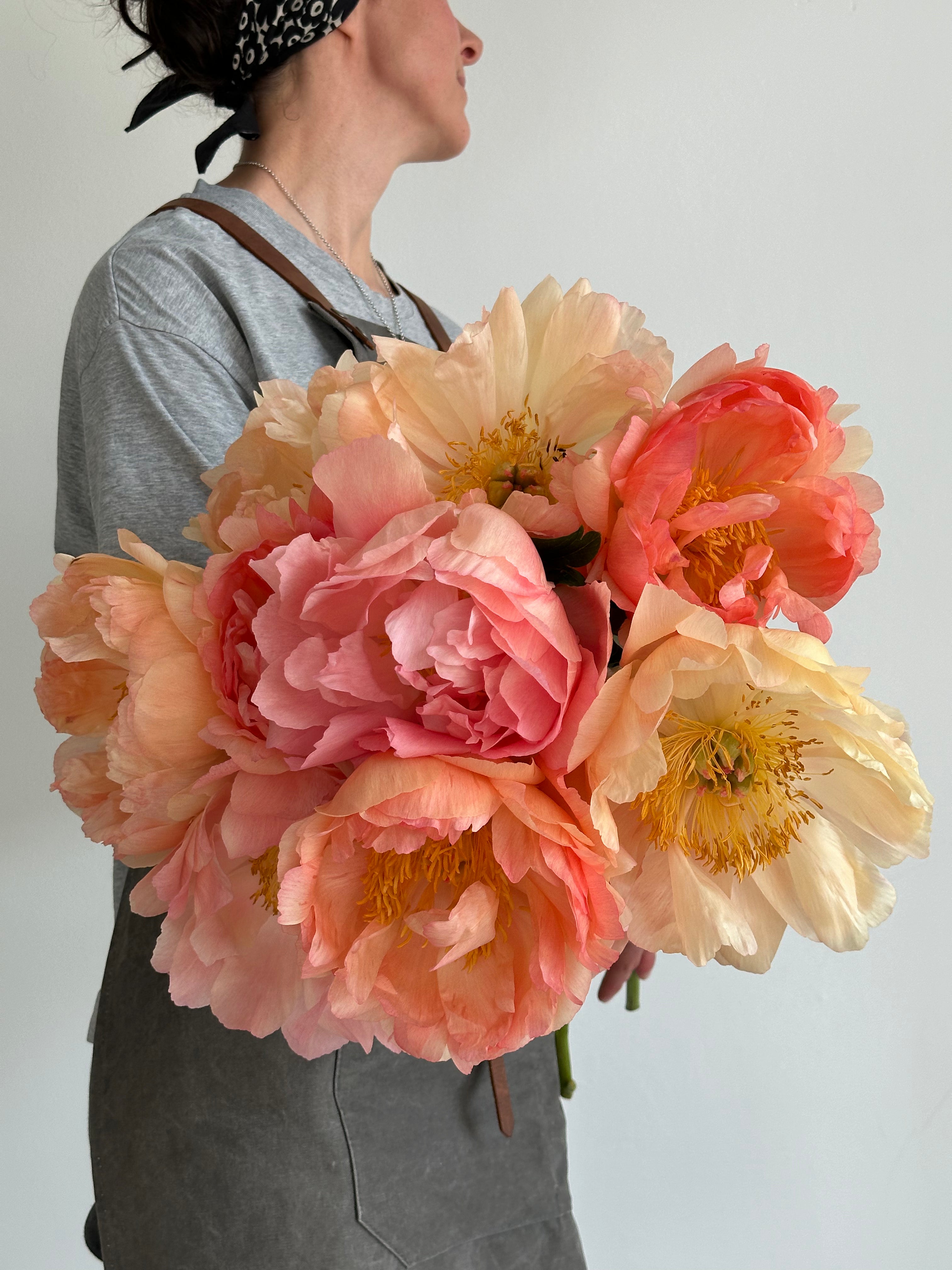 Peony Coral Sunset