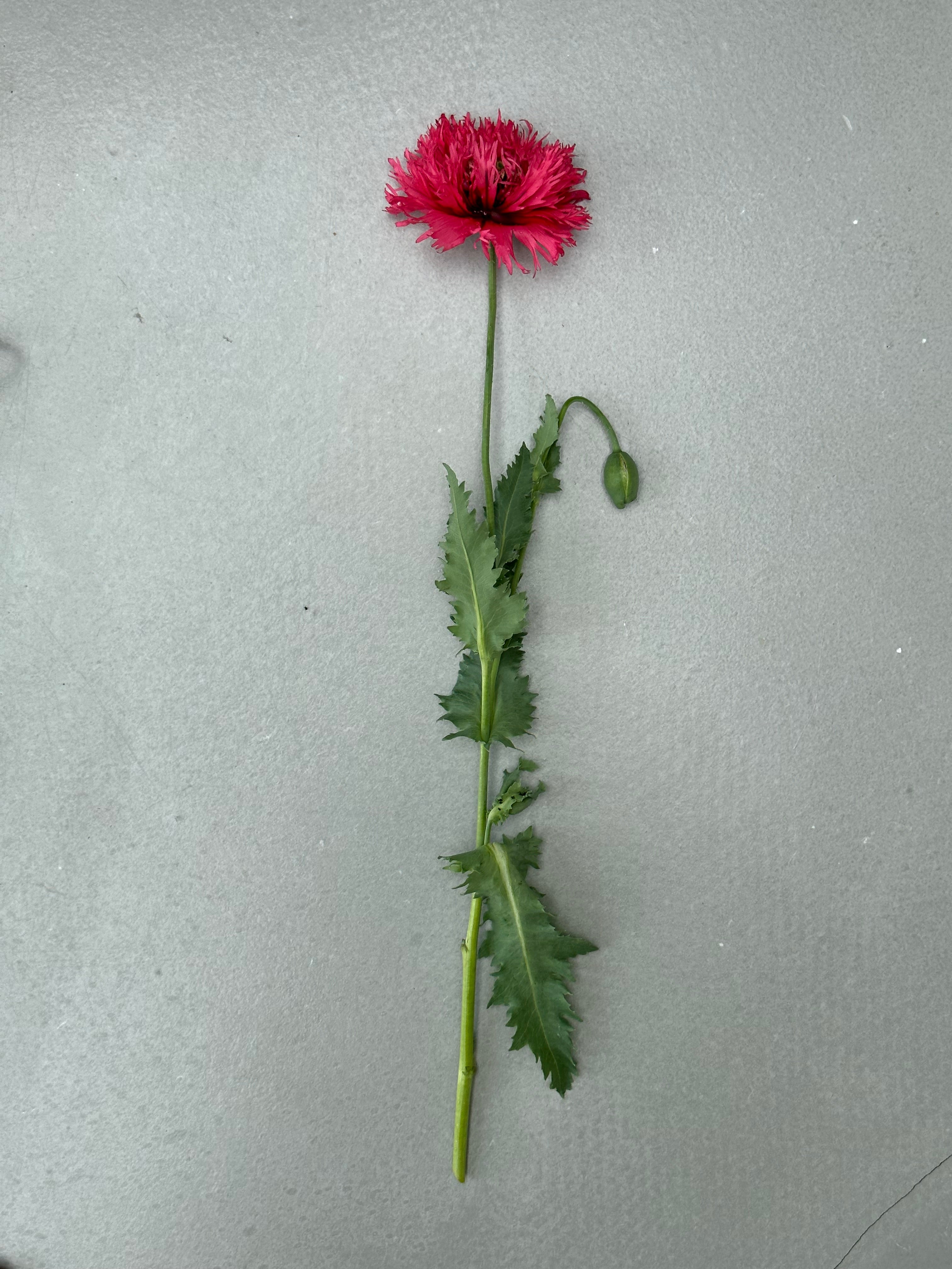 Papaver somniferum Rose Feathers