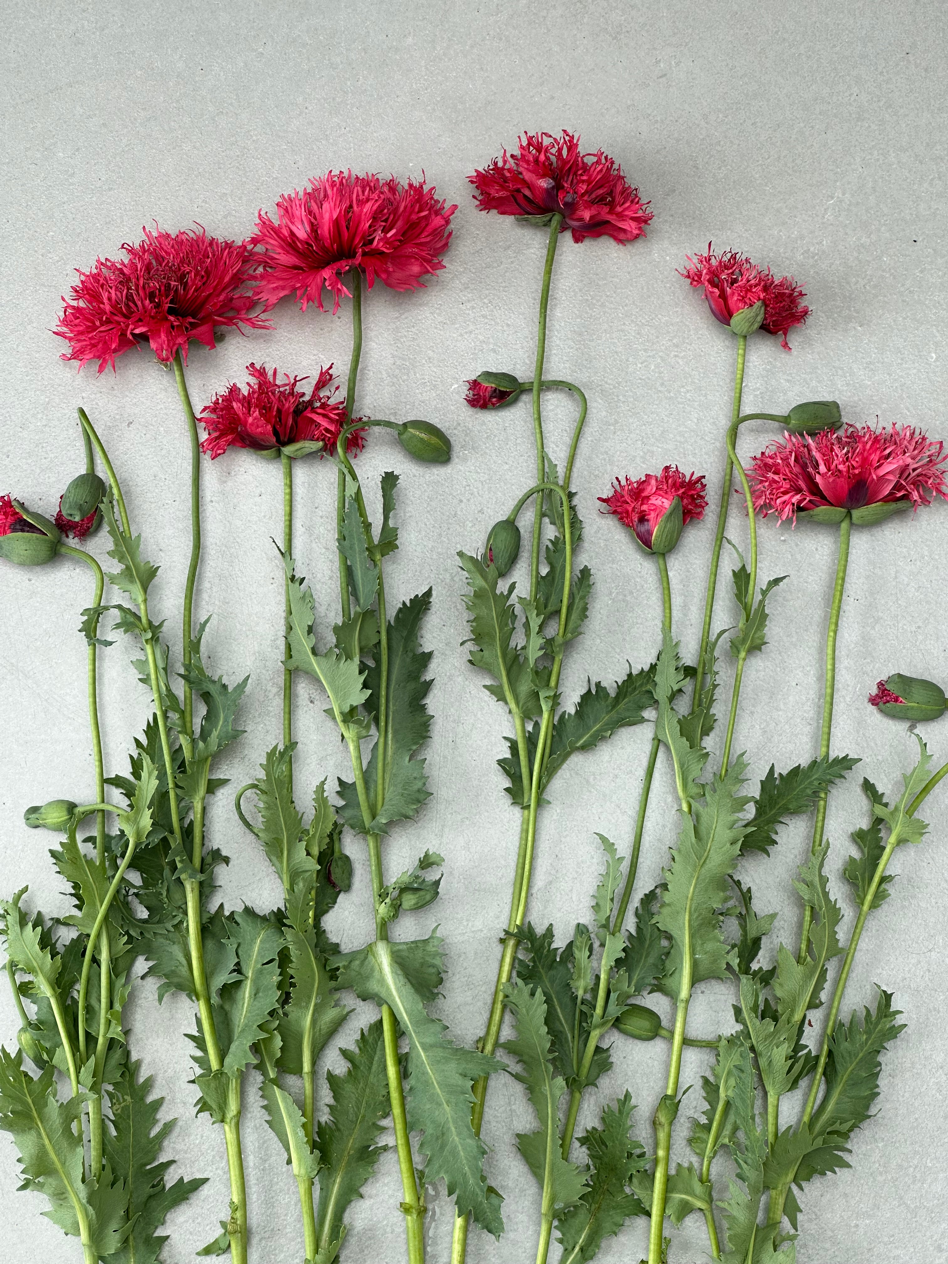 Papaver somniferum Rose Feathers