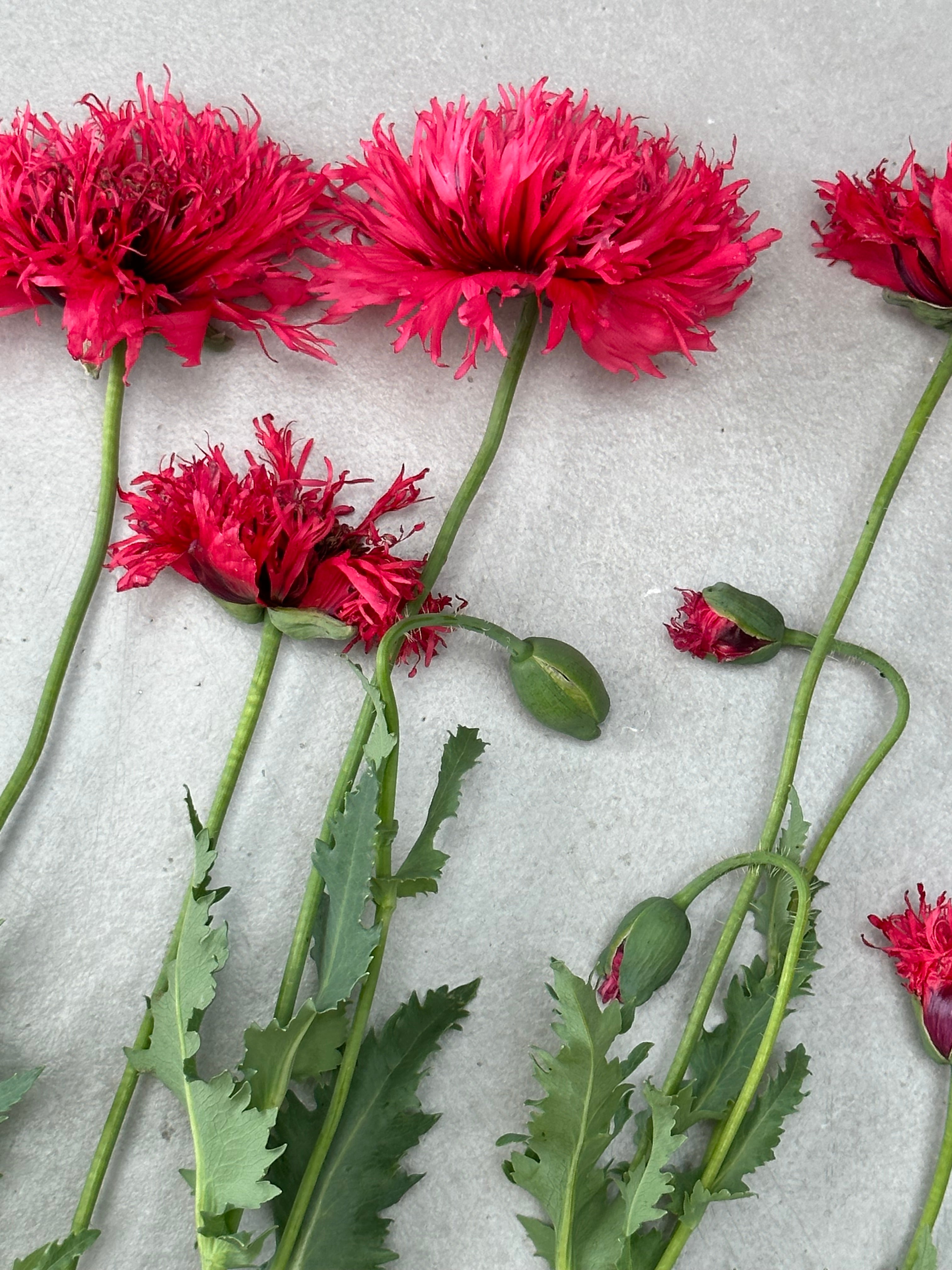 Papaver somniferum Rose Feathers