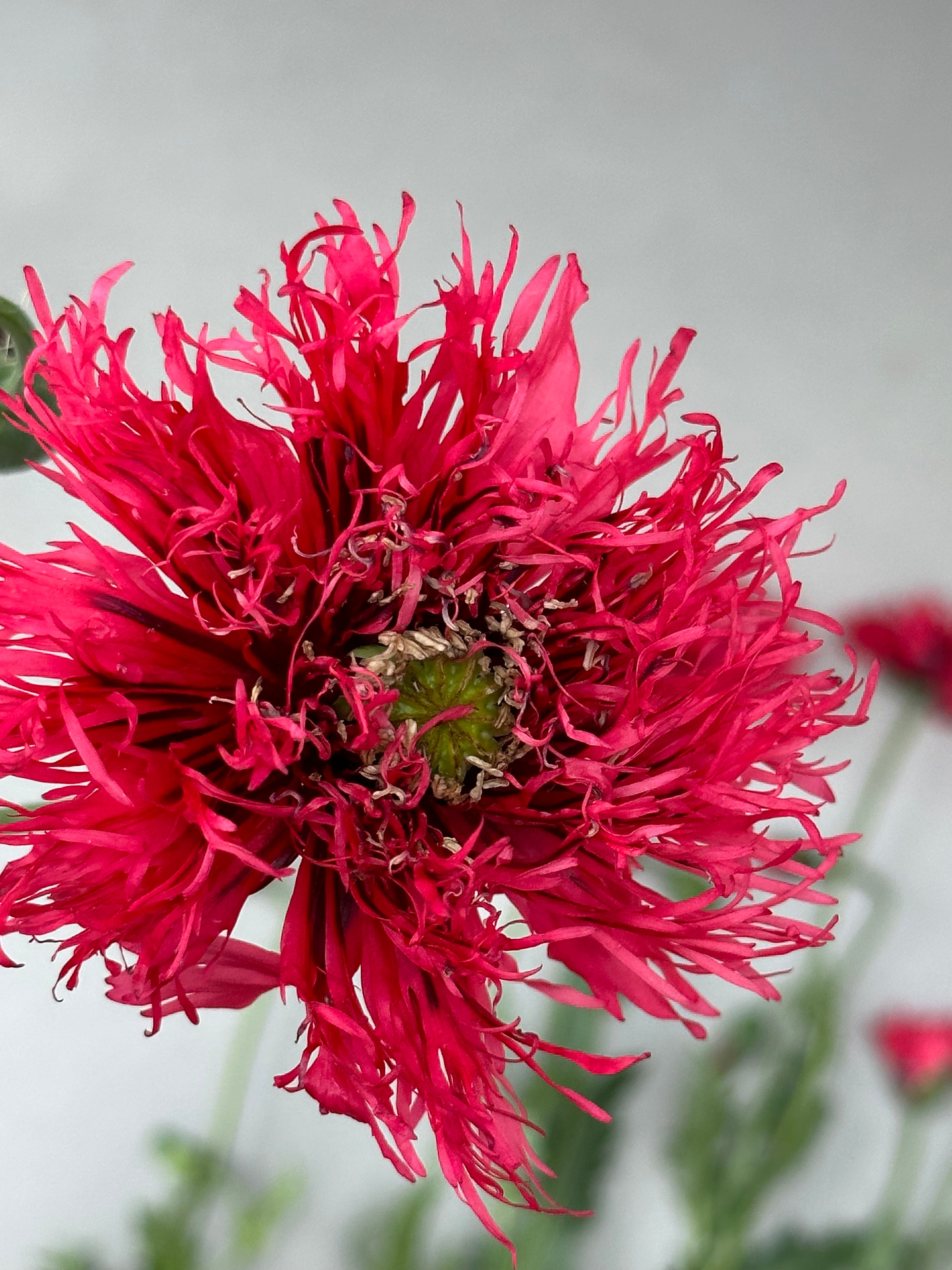 Papaver somniferum Rose Feathers