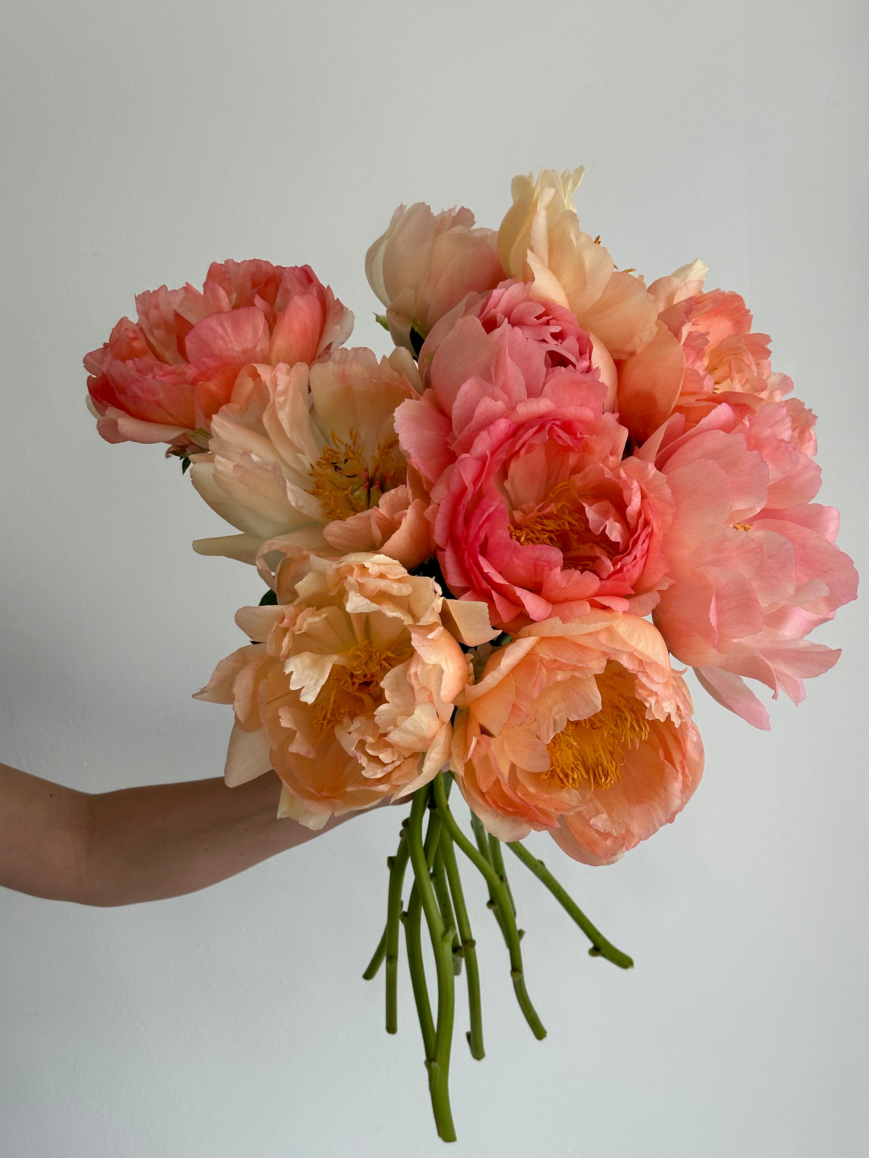 Peony Coral Sunset