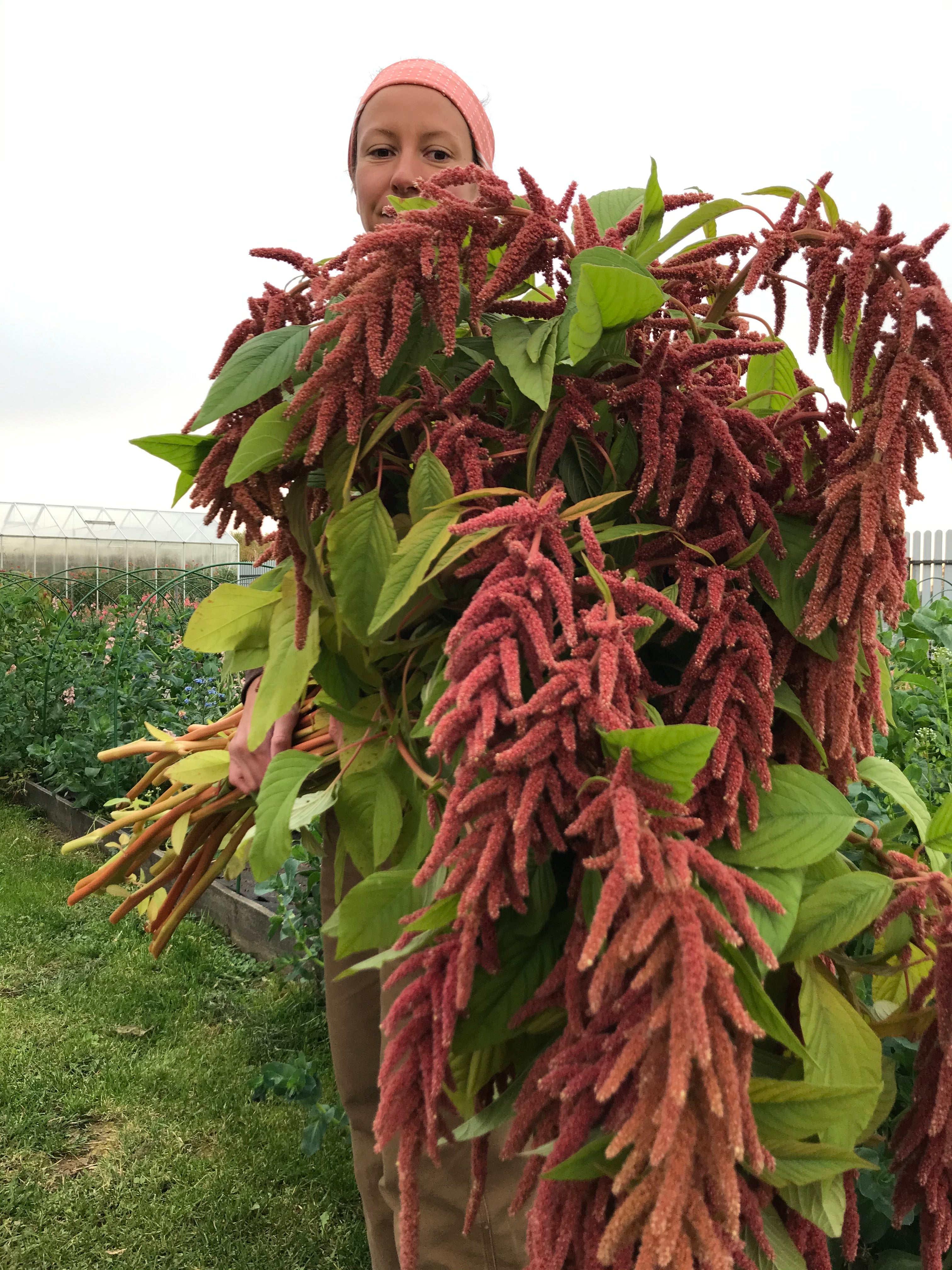 Amaranth Coral Fountain