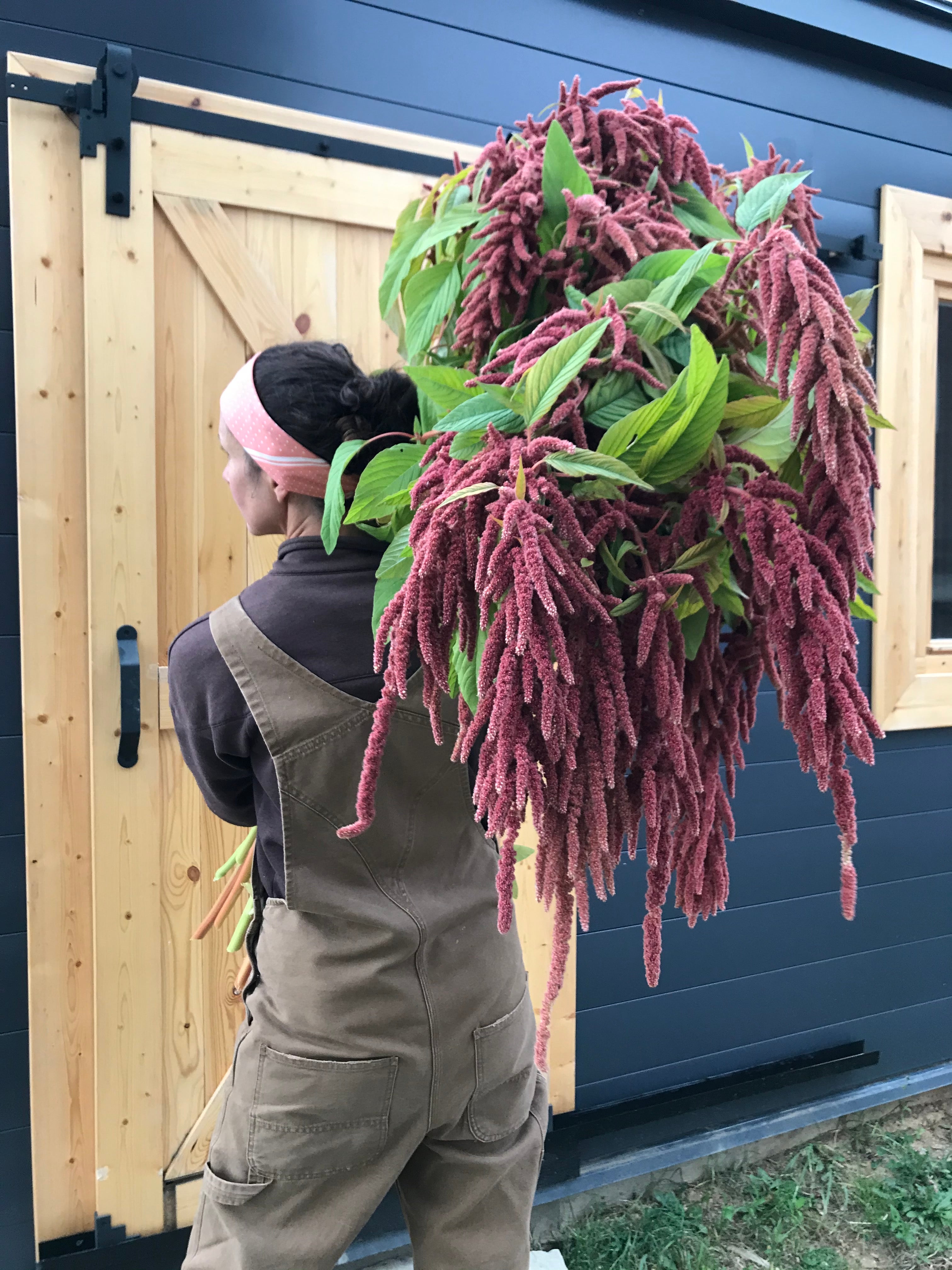 Amaranth Coral Fountain