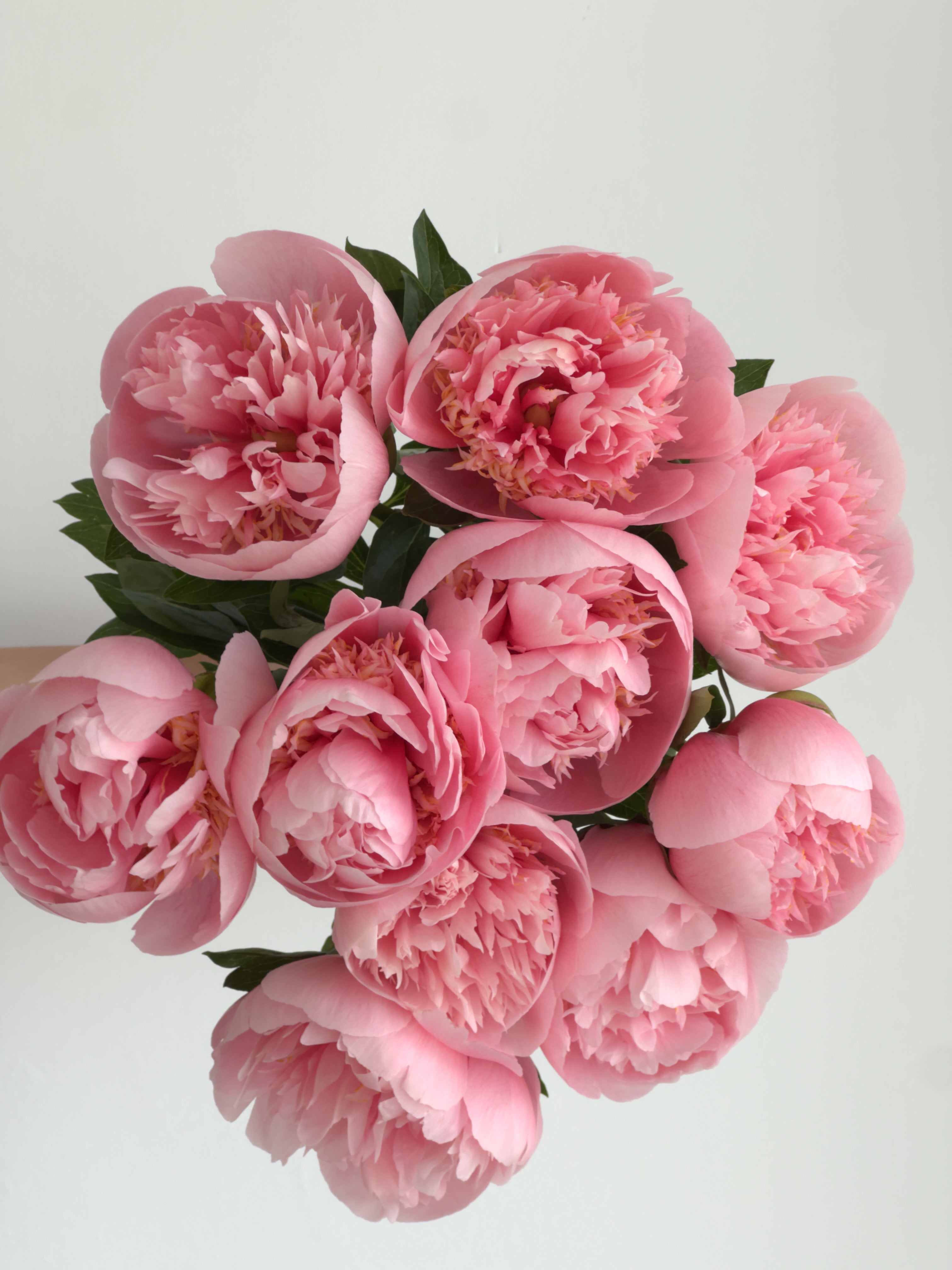 Peony Etched Salmon