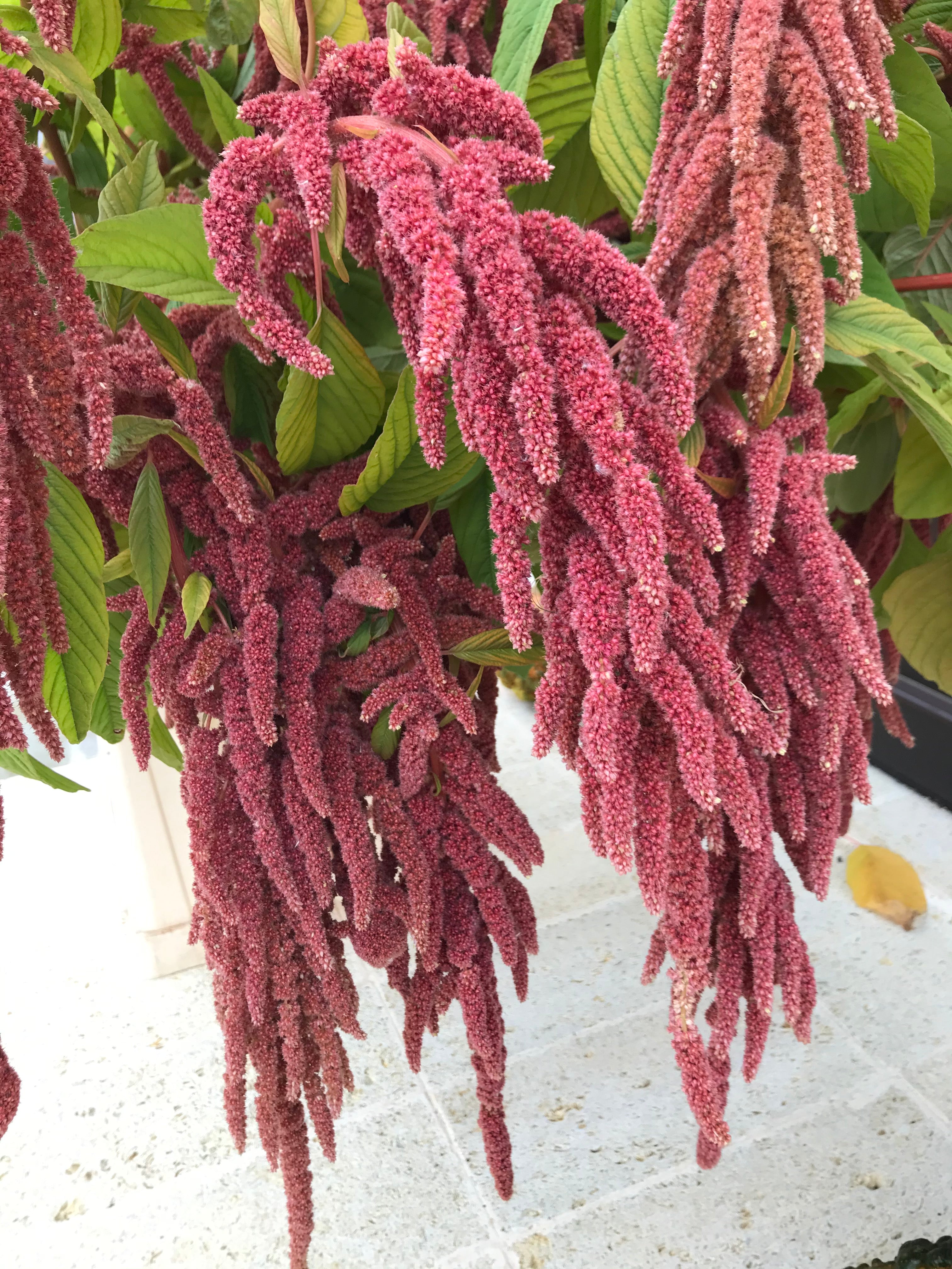 Amaranth Coral Fountain