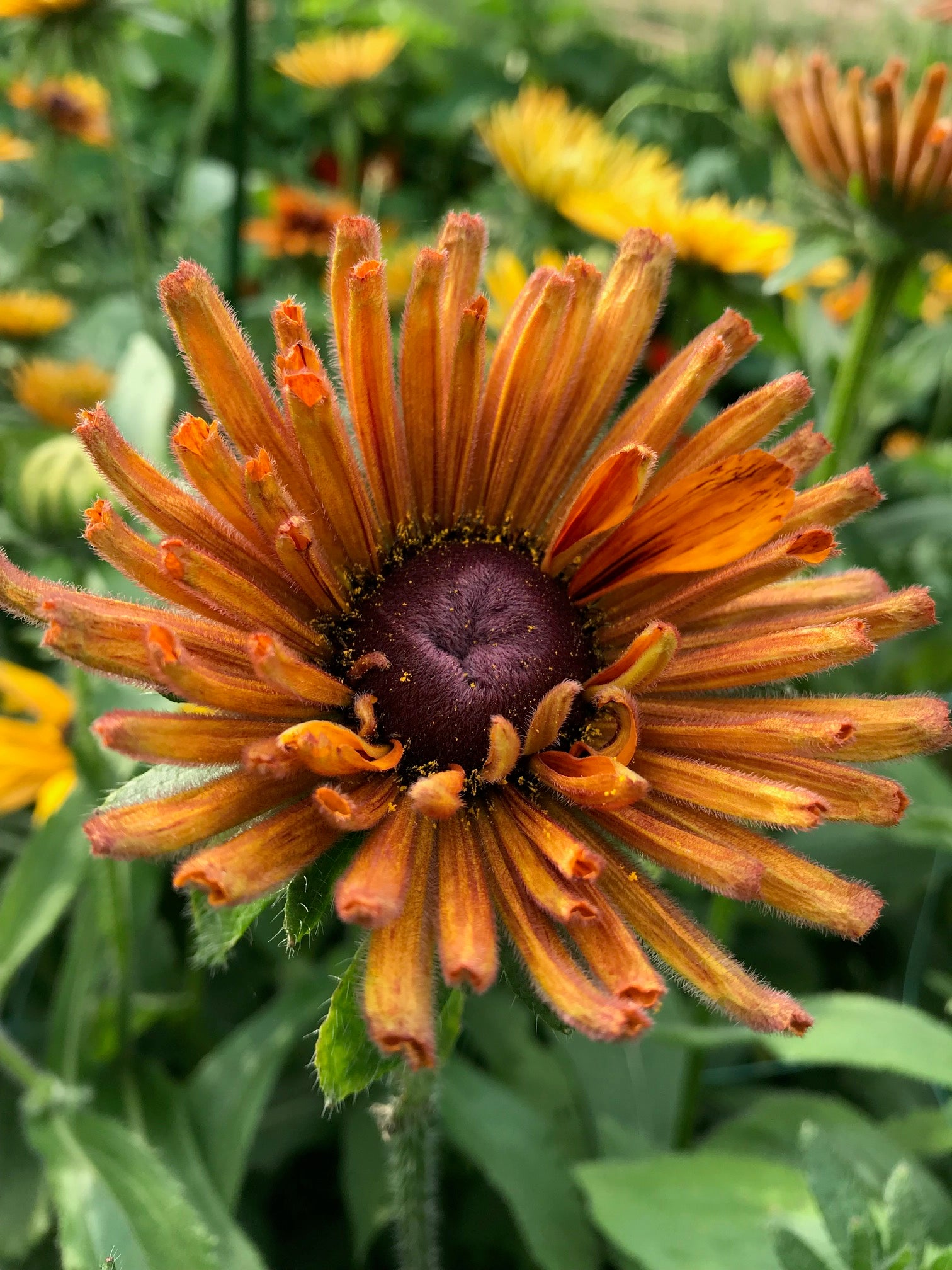 Rudbeckia Chim Chiminee