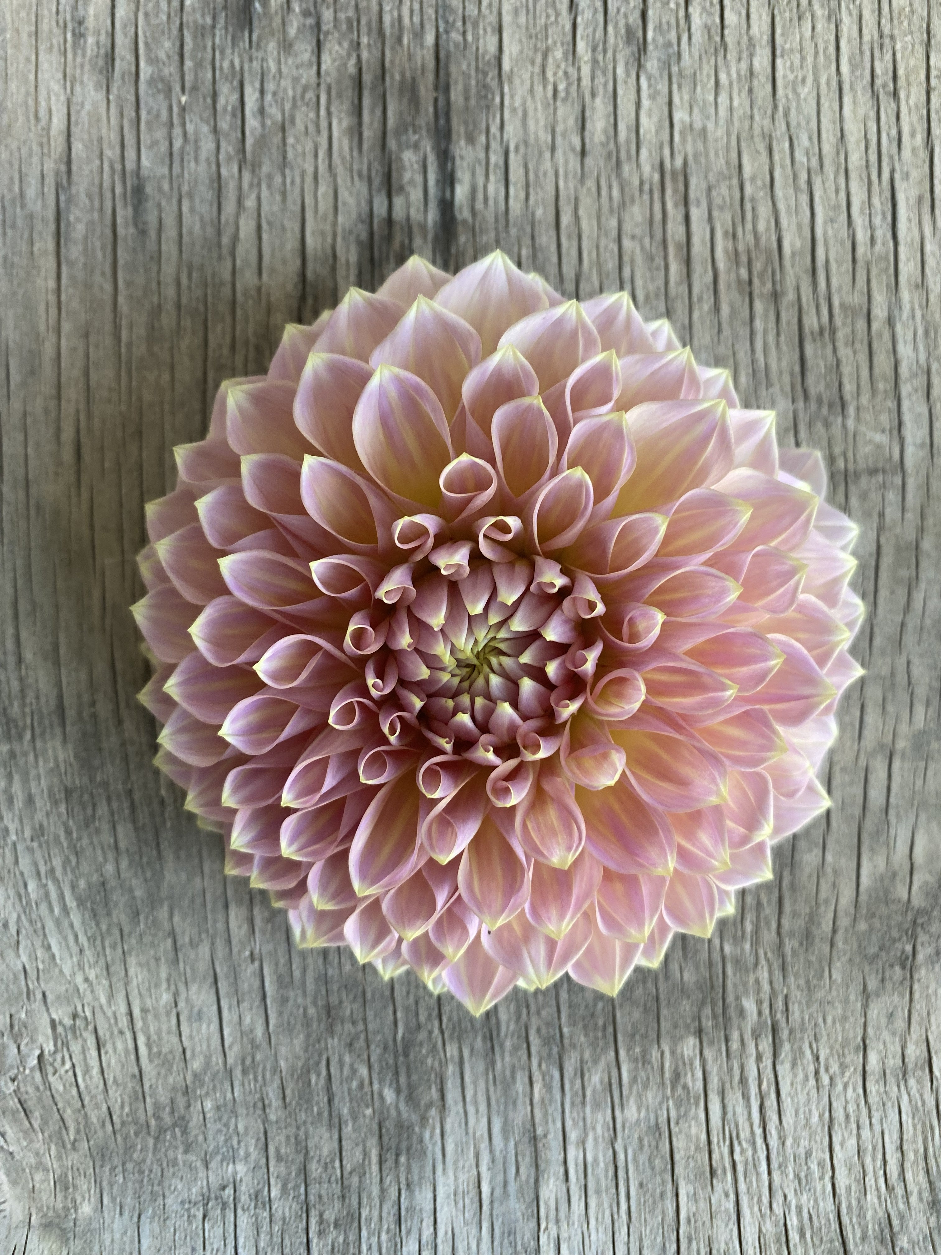 Dahlia Castle Drive