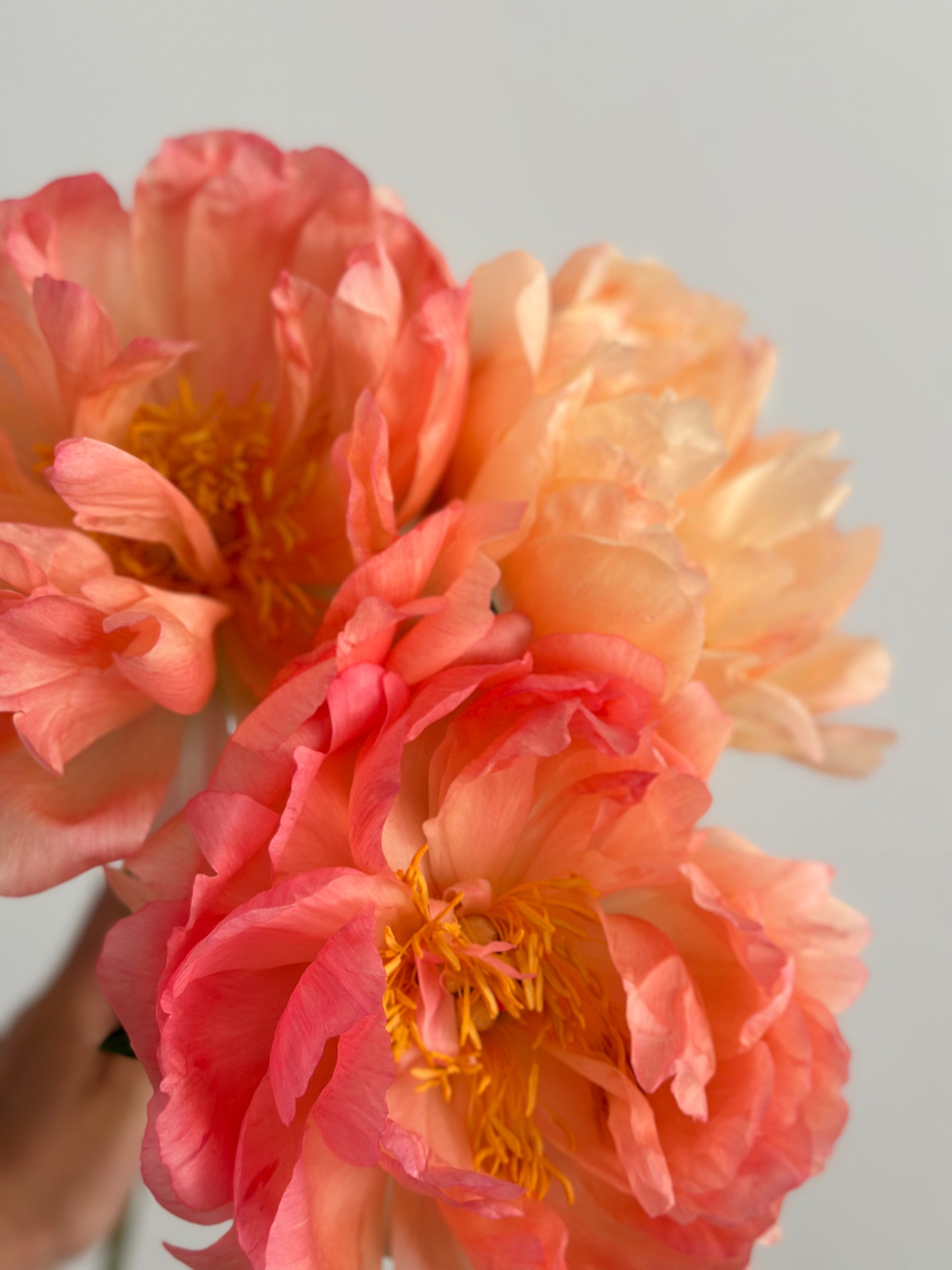 Peony Coral Sunset