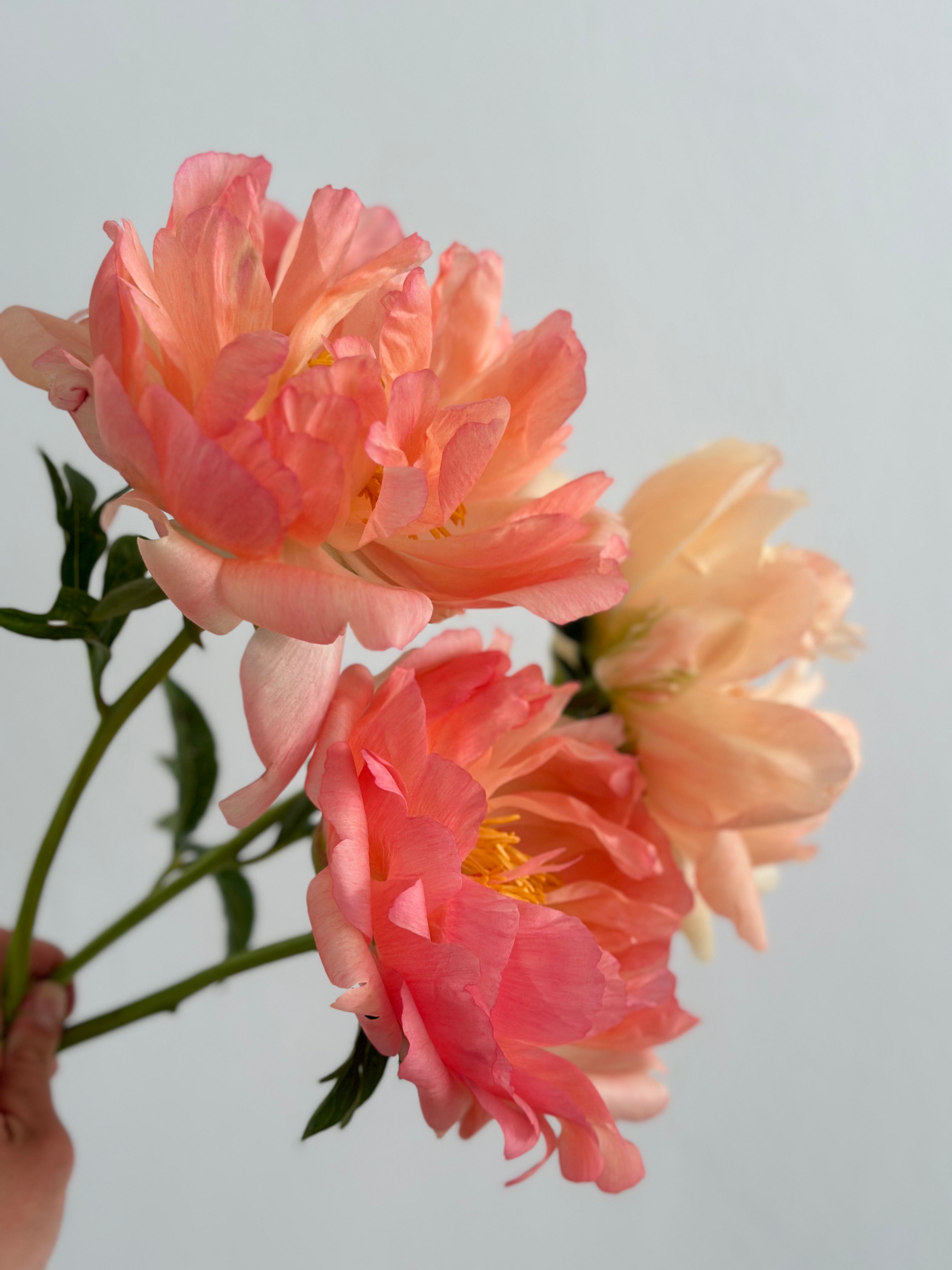 Peony Coral Sunset
