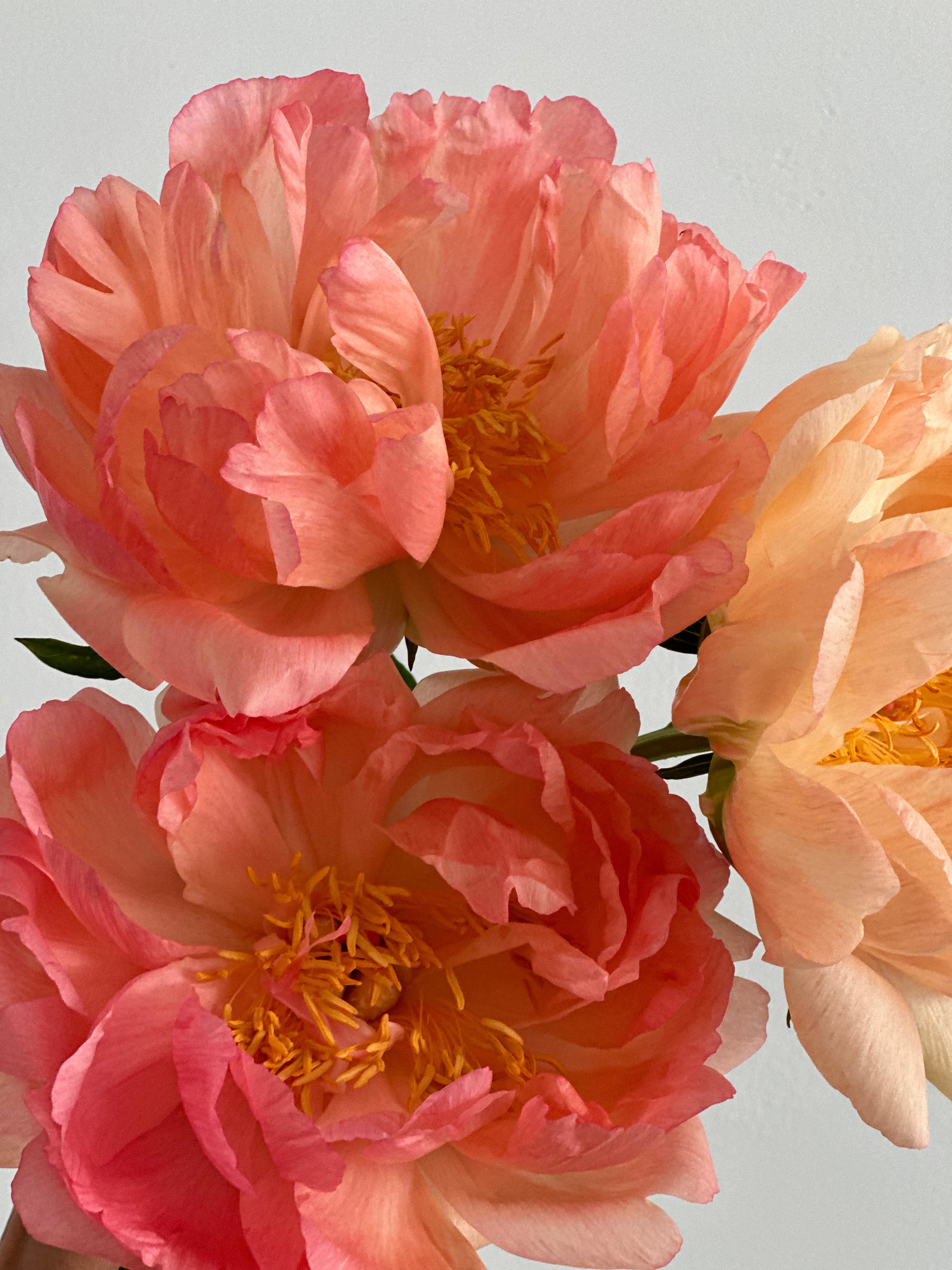 Peony Coral Sunset