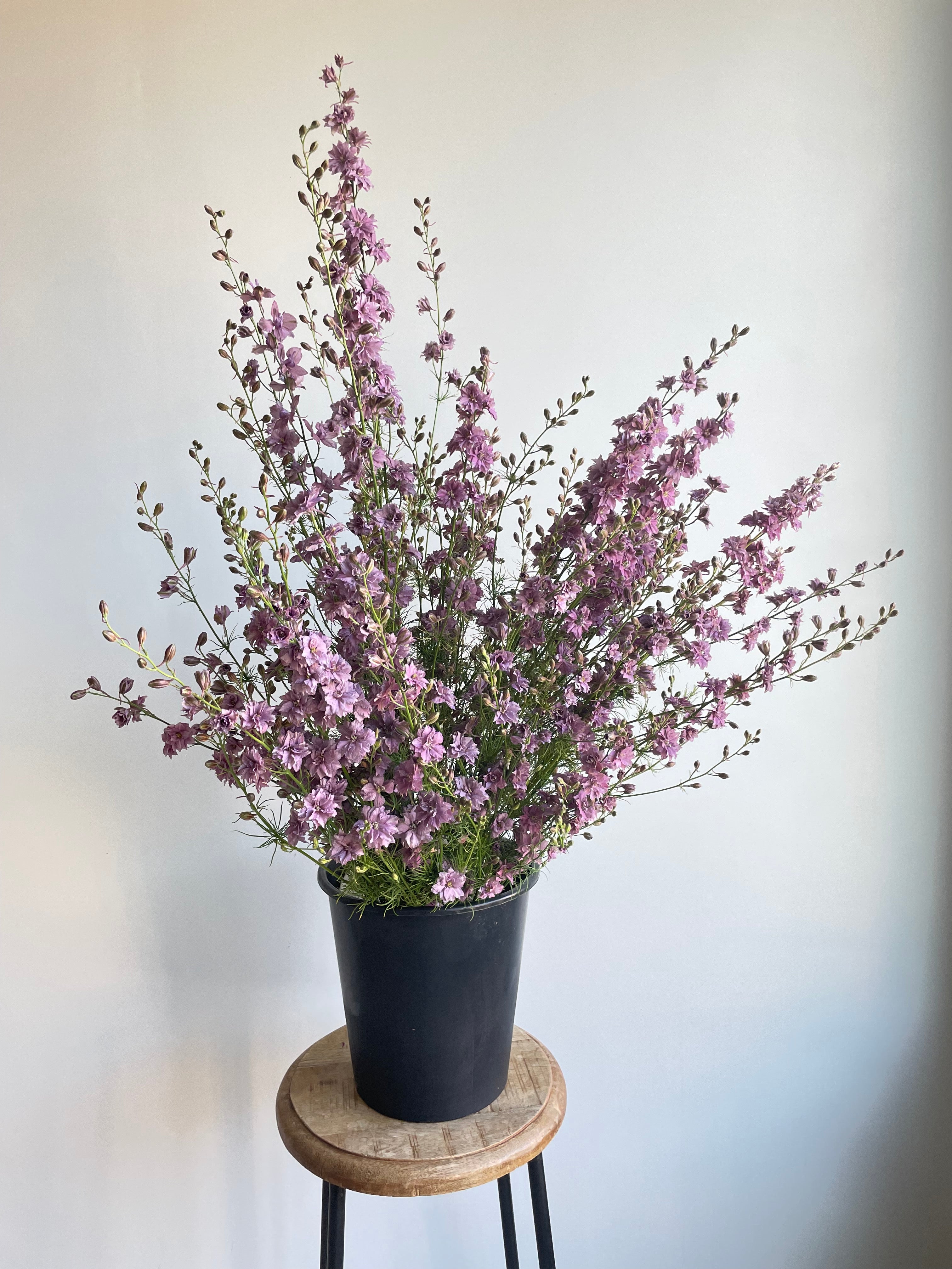 Larkspur Misty Lavander