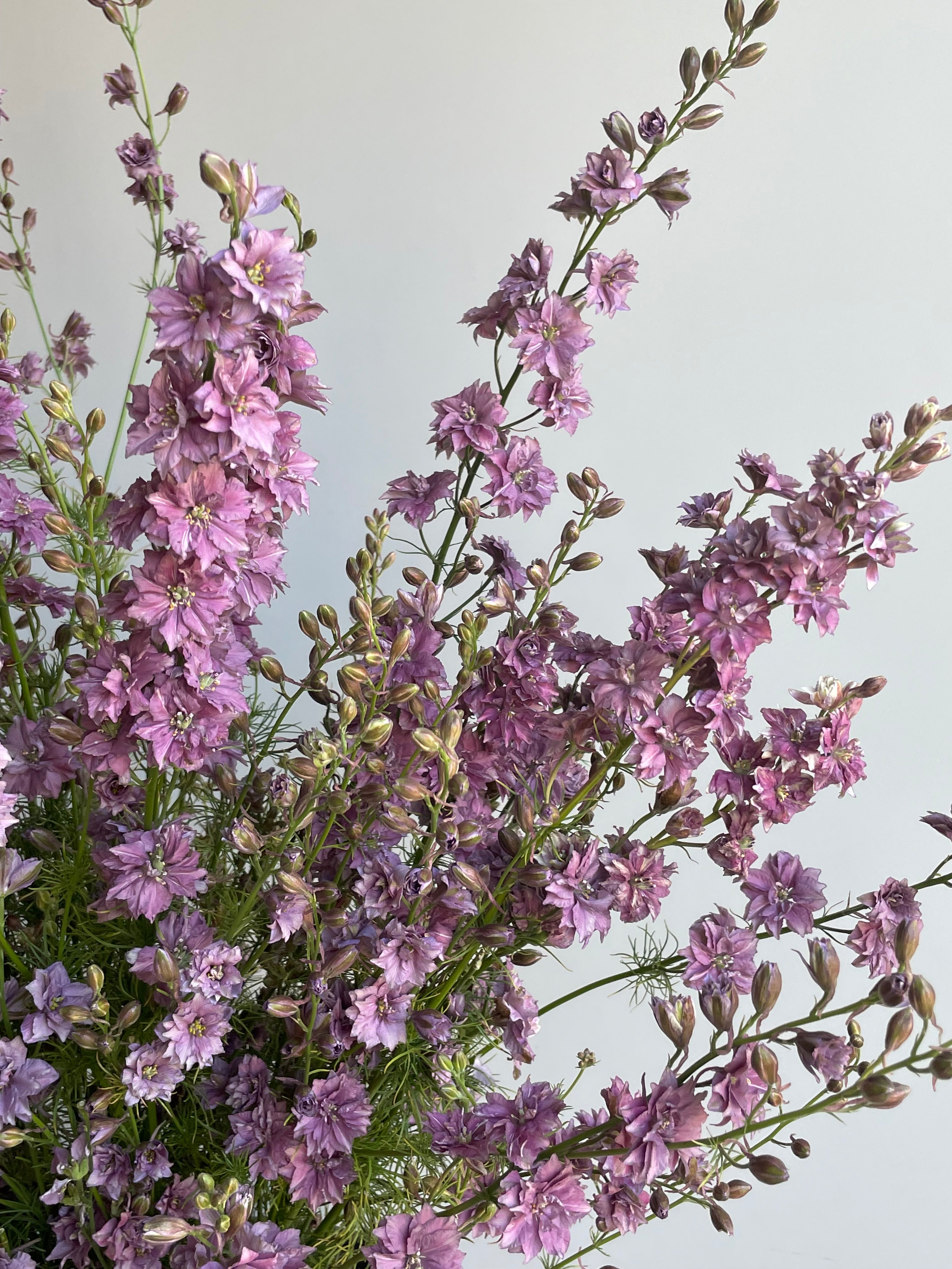Larkspur Misty Lavander
