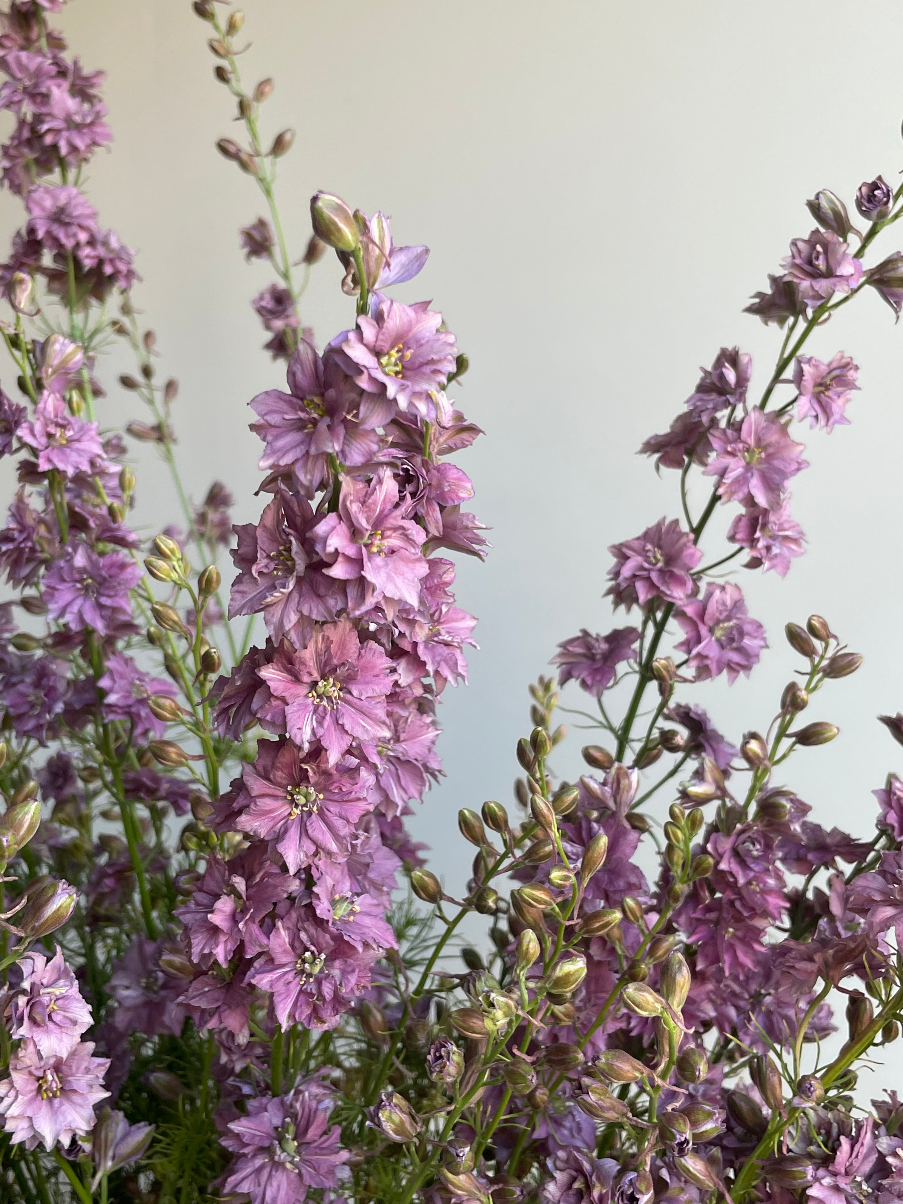 Larkspur Misty Lavander