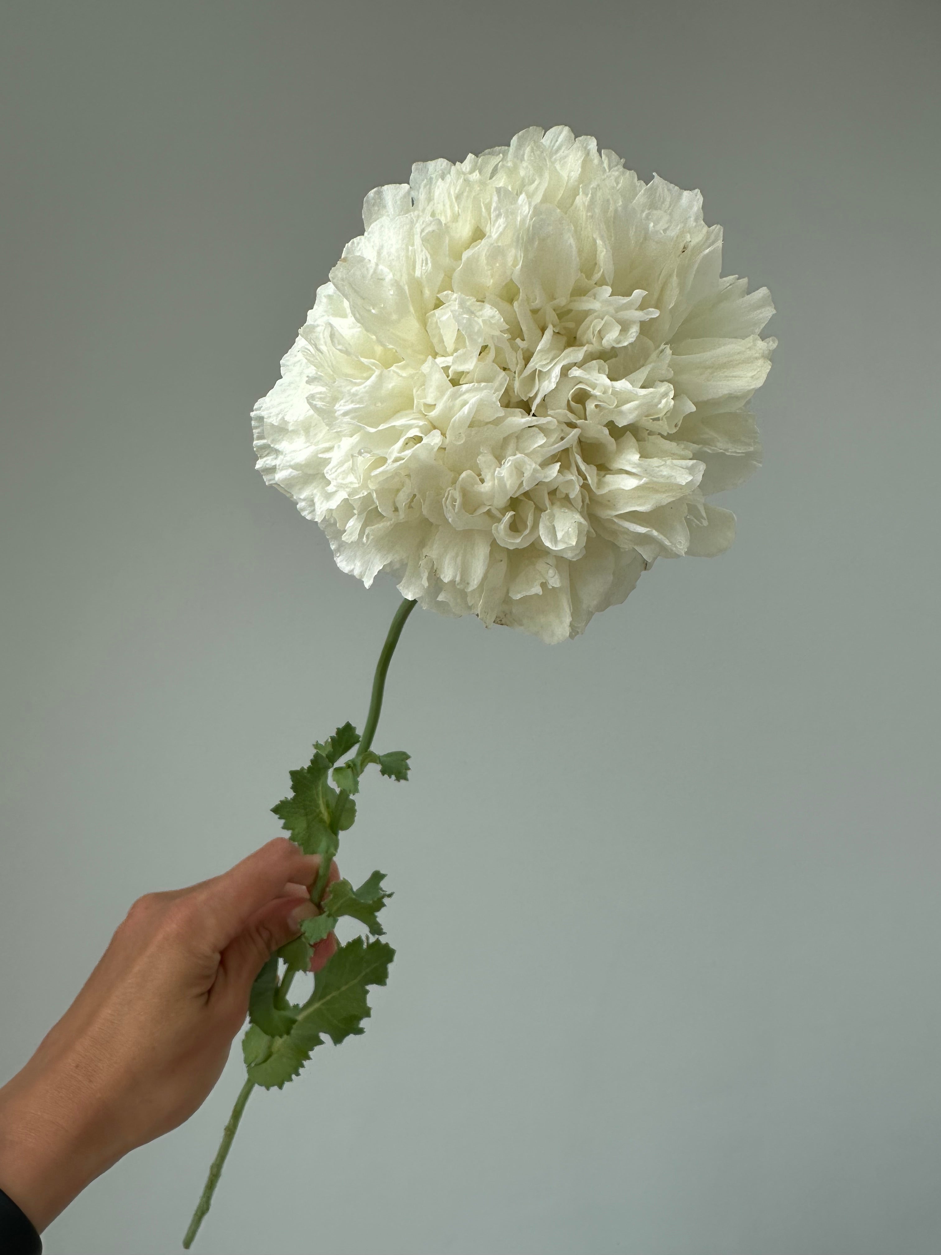 Papaver somniferum Creamy Peony
