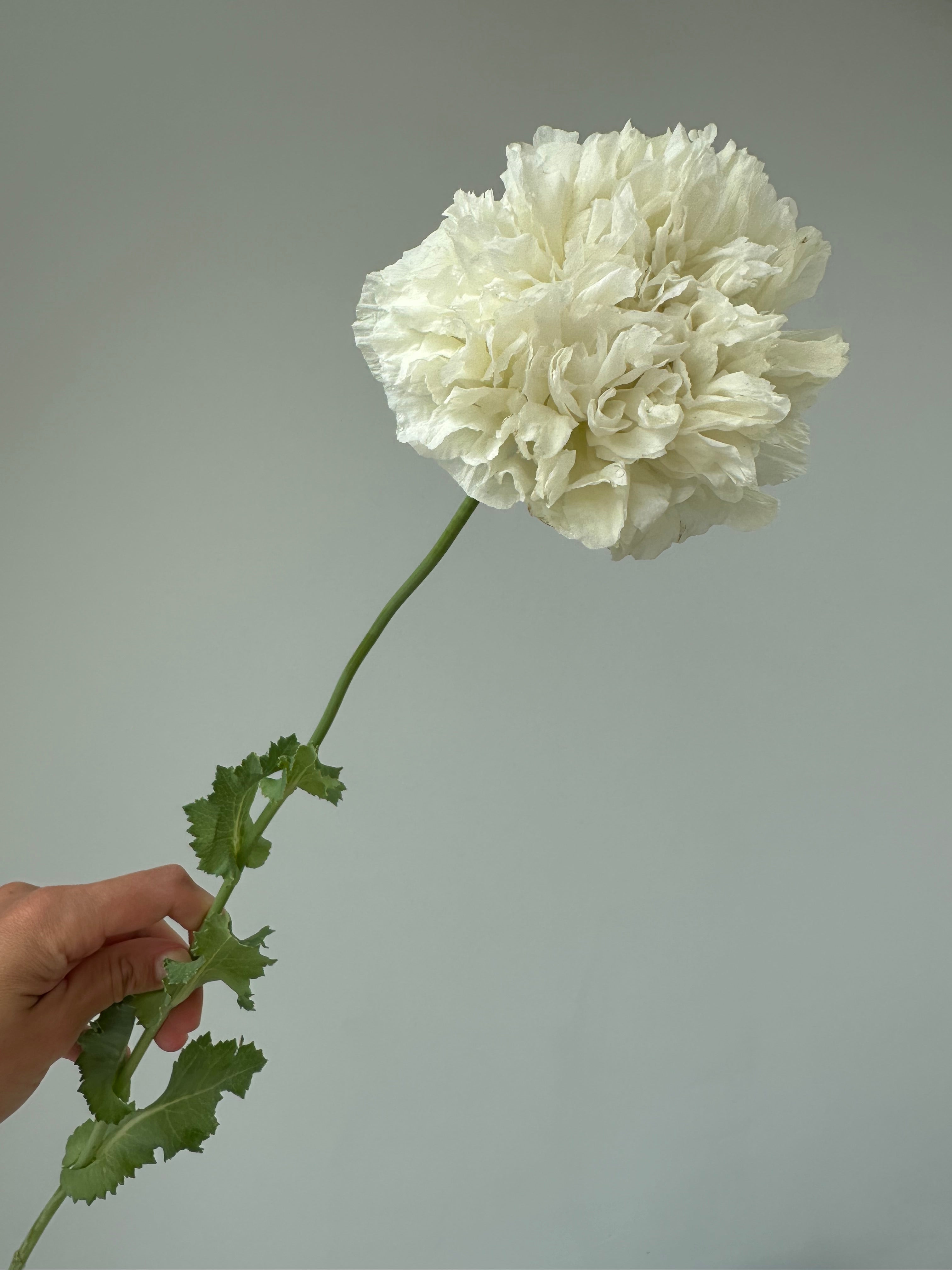 Papaver somniferum Creamy Peony