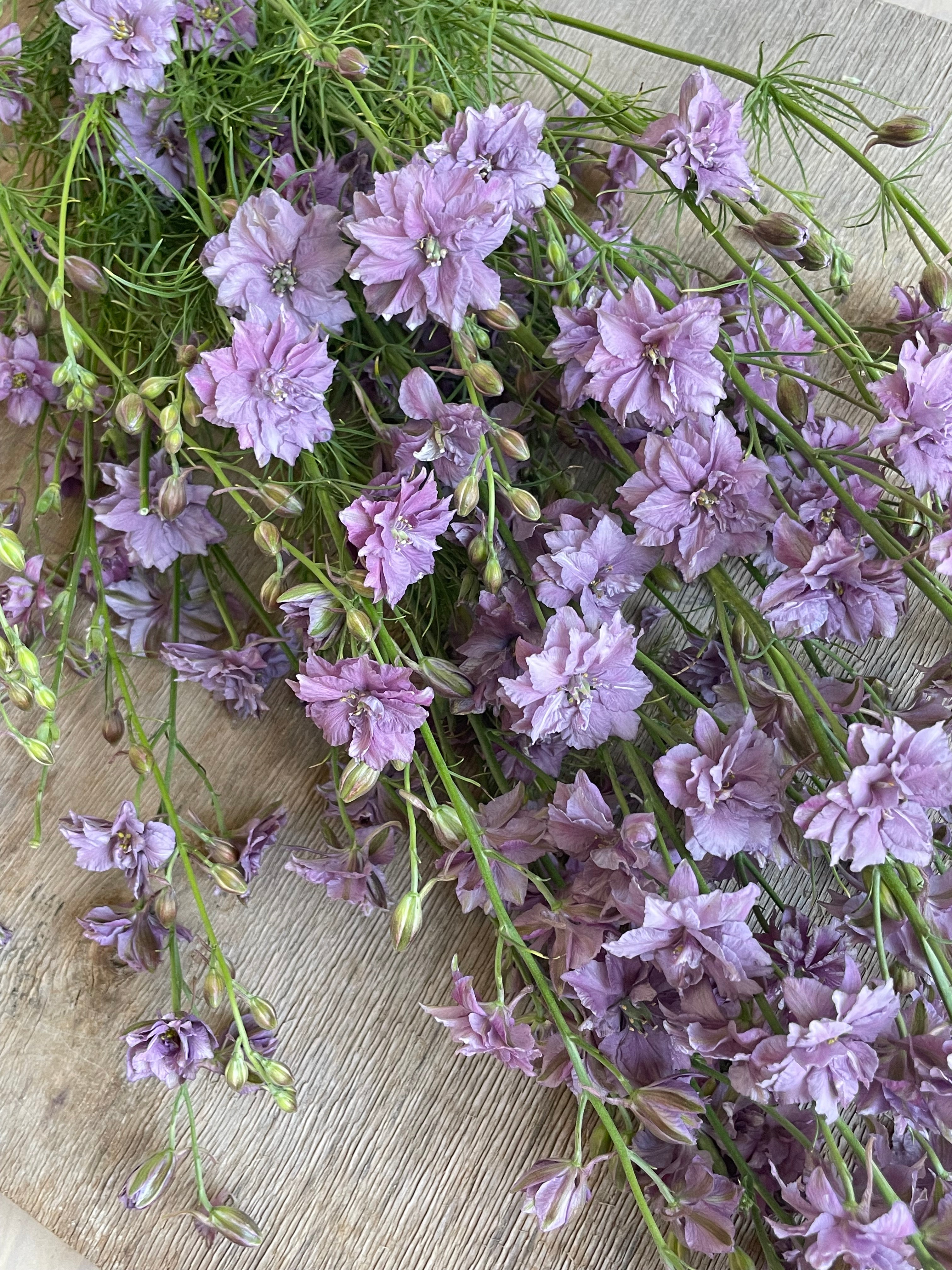 Larkspur Misty Lavander