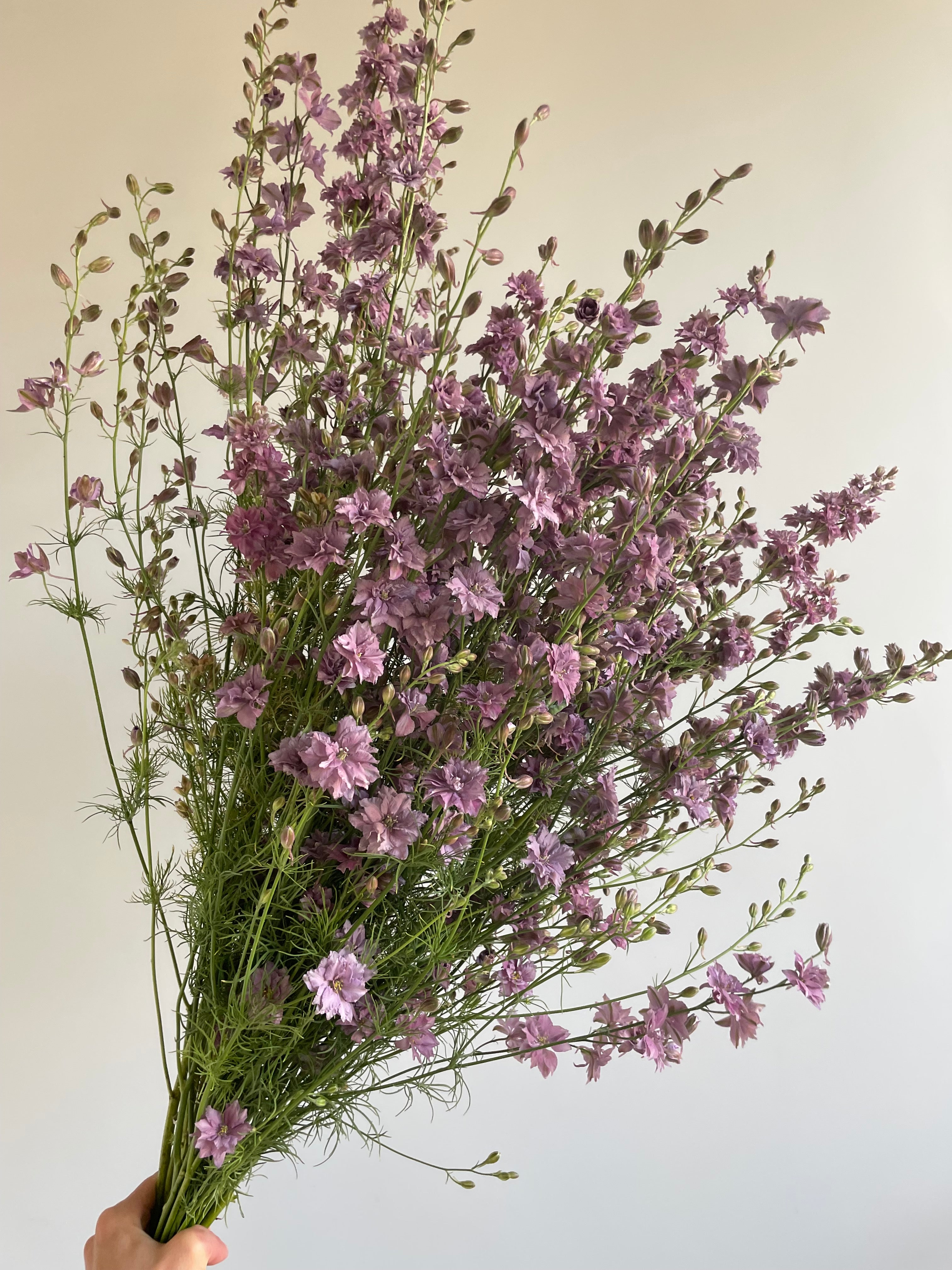Larkspur Misty Lavander
