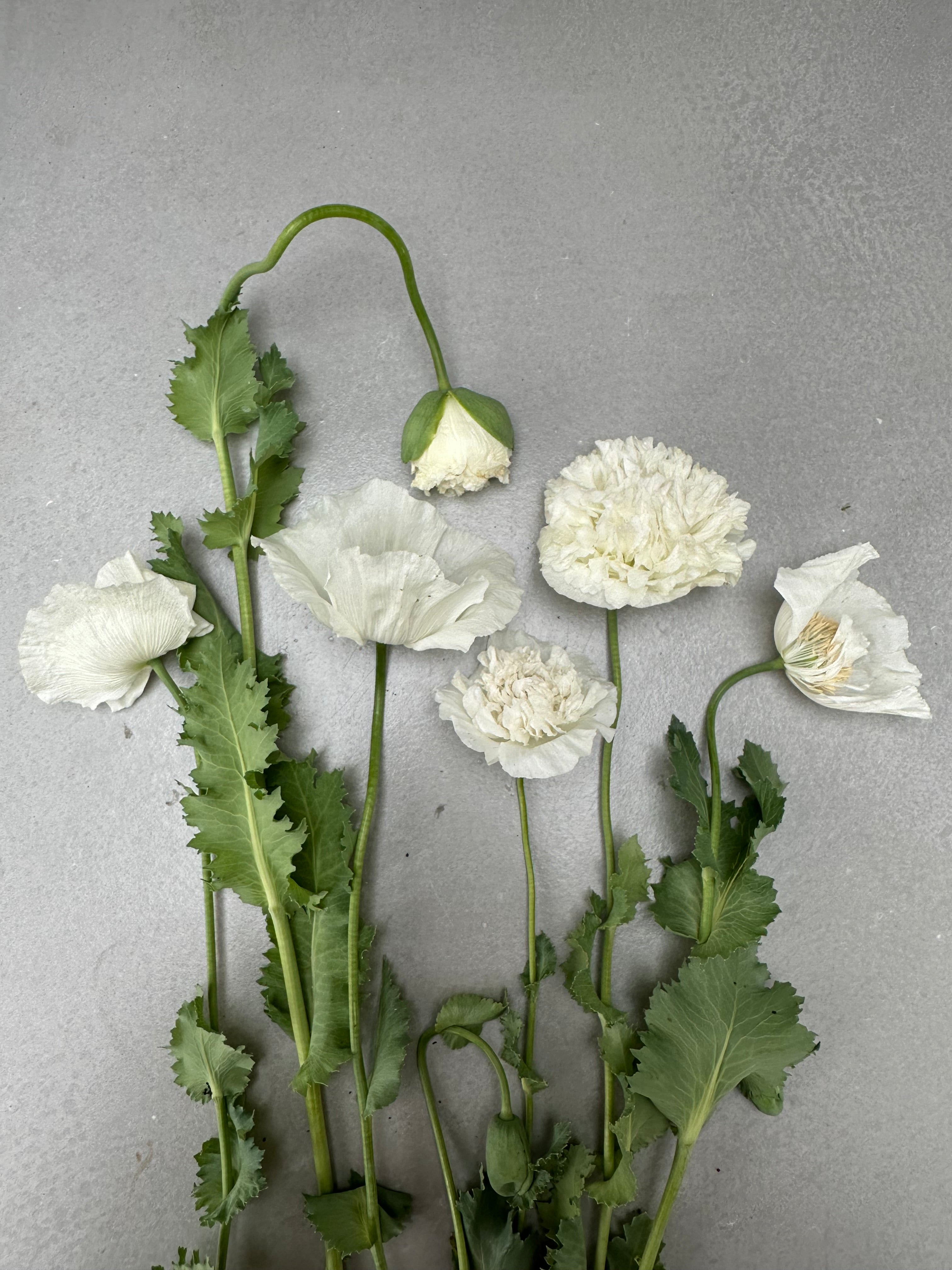 Papaver somniferum Creamy Peony