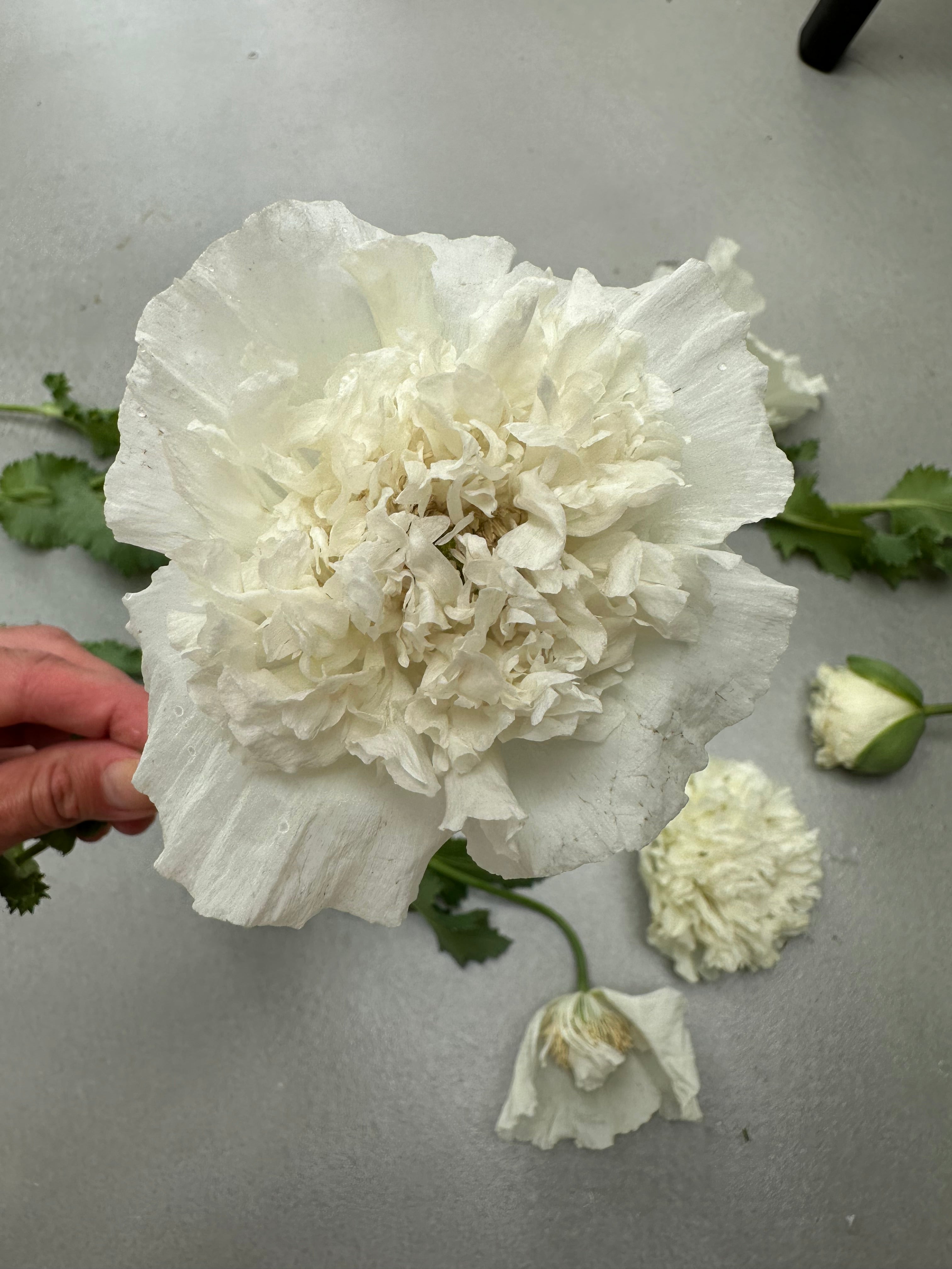 Papaver somniferum White Cloud
