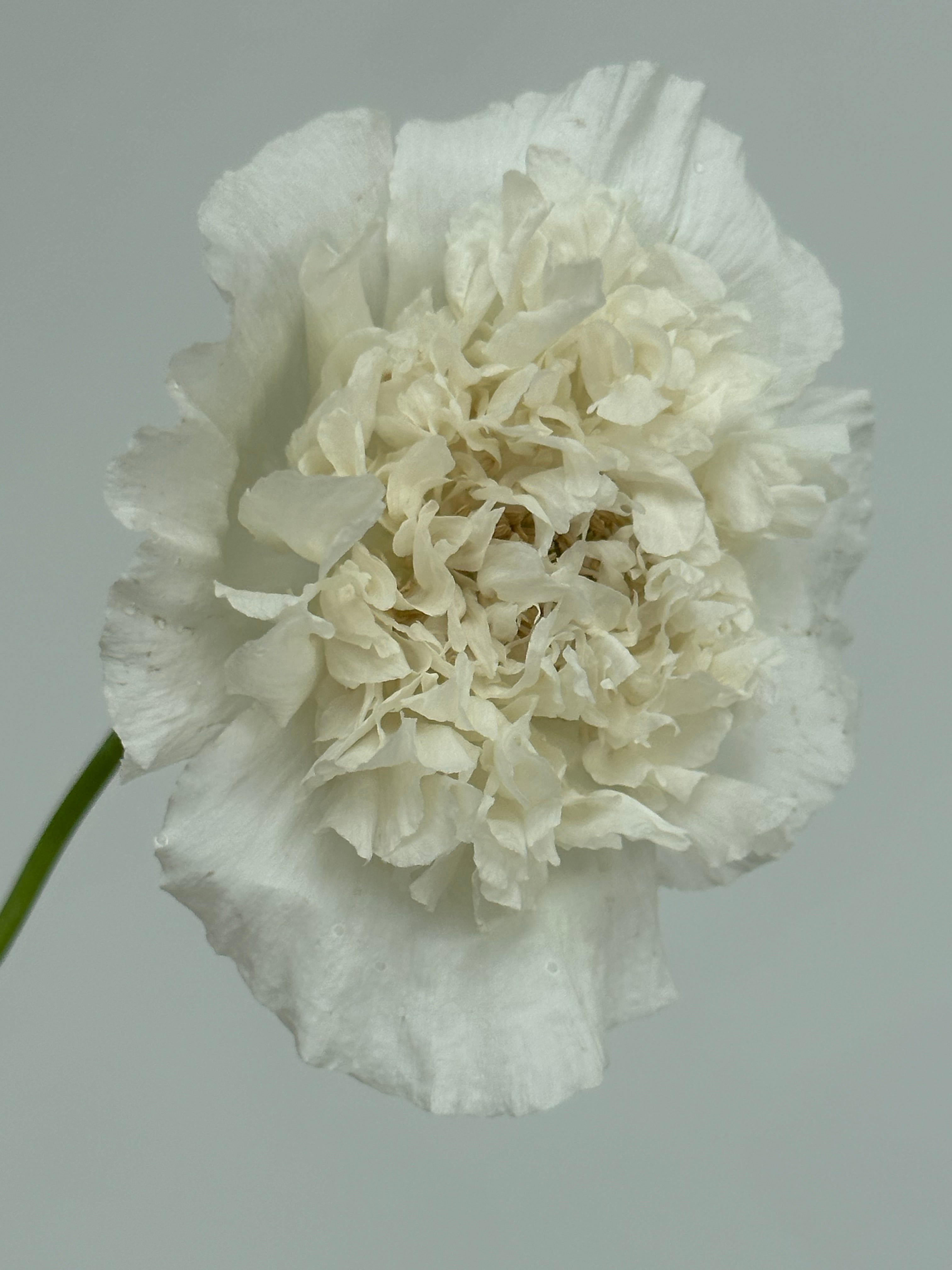 Papaver somniferum White Cloud
