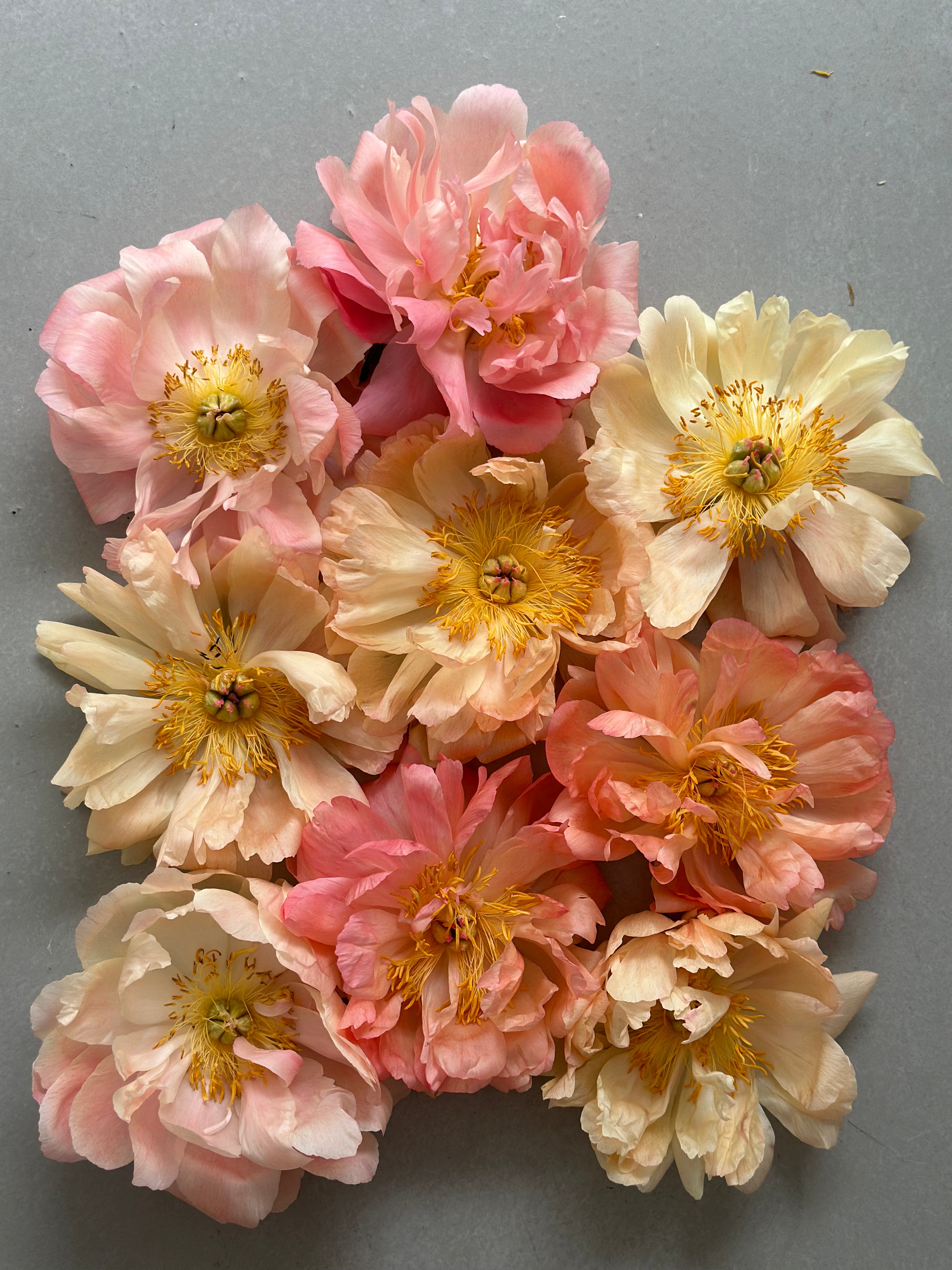 Peony Coral Sunset