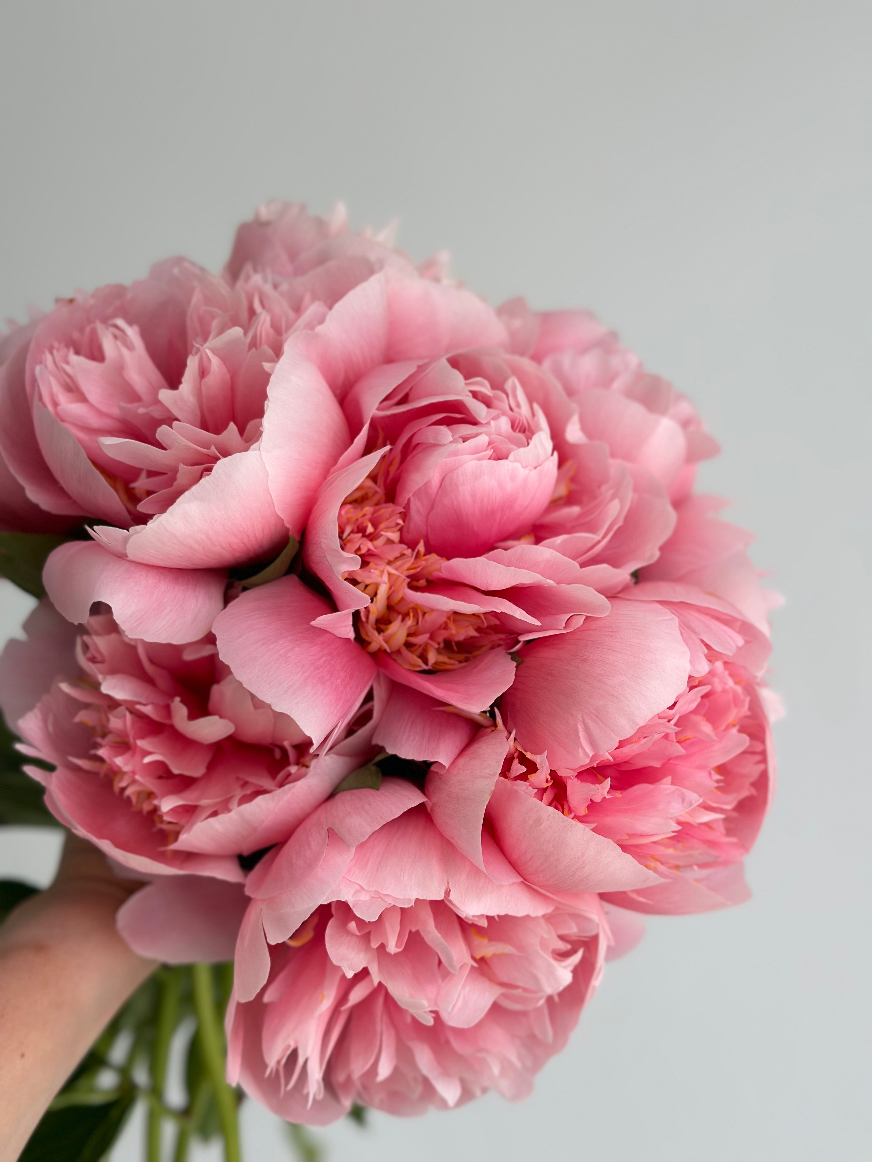 Peony Etched Salmon