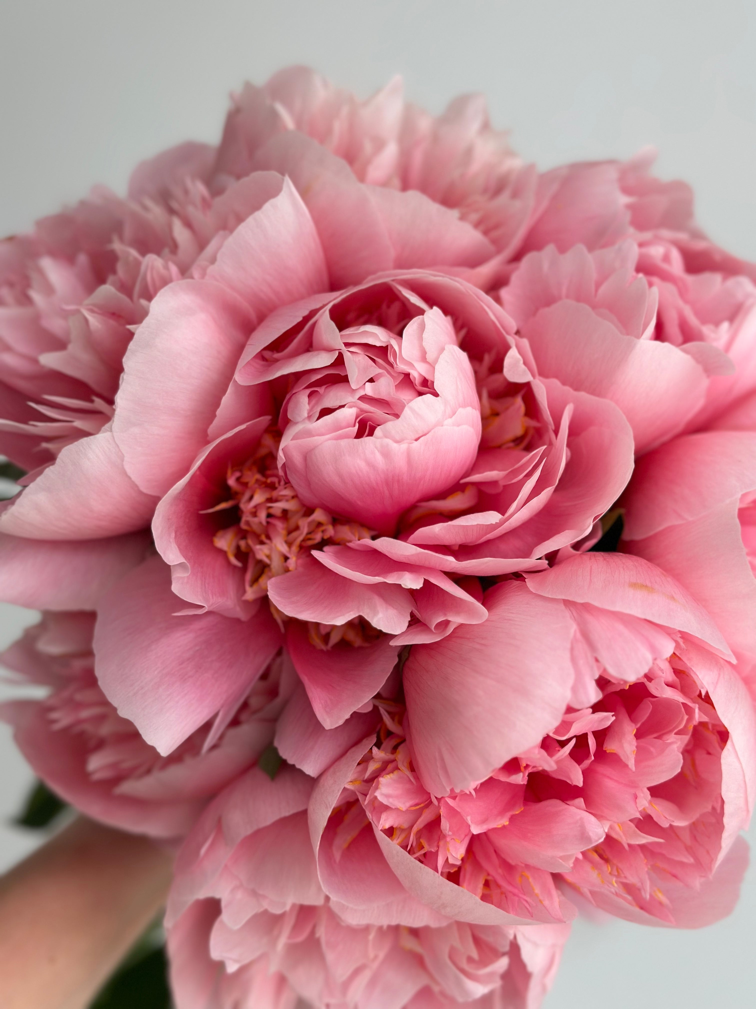 Peony Etched Salmon