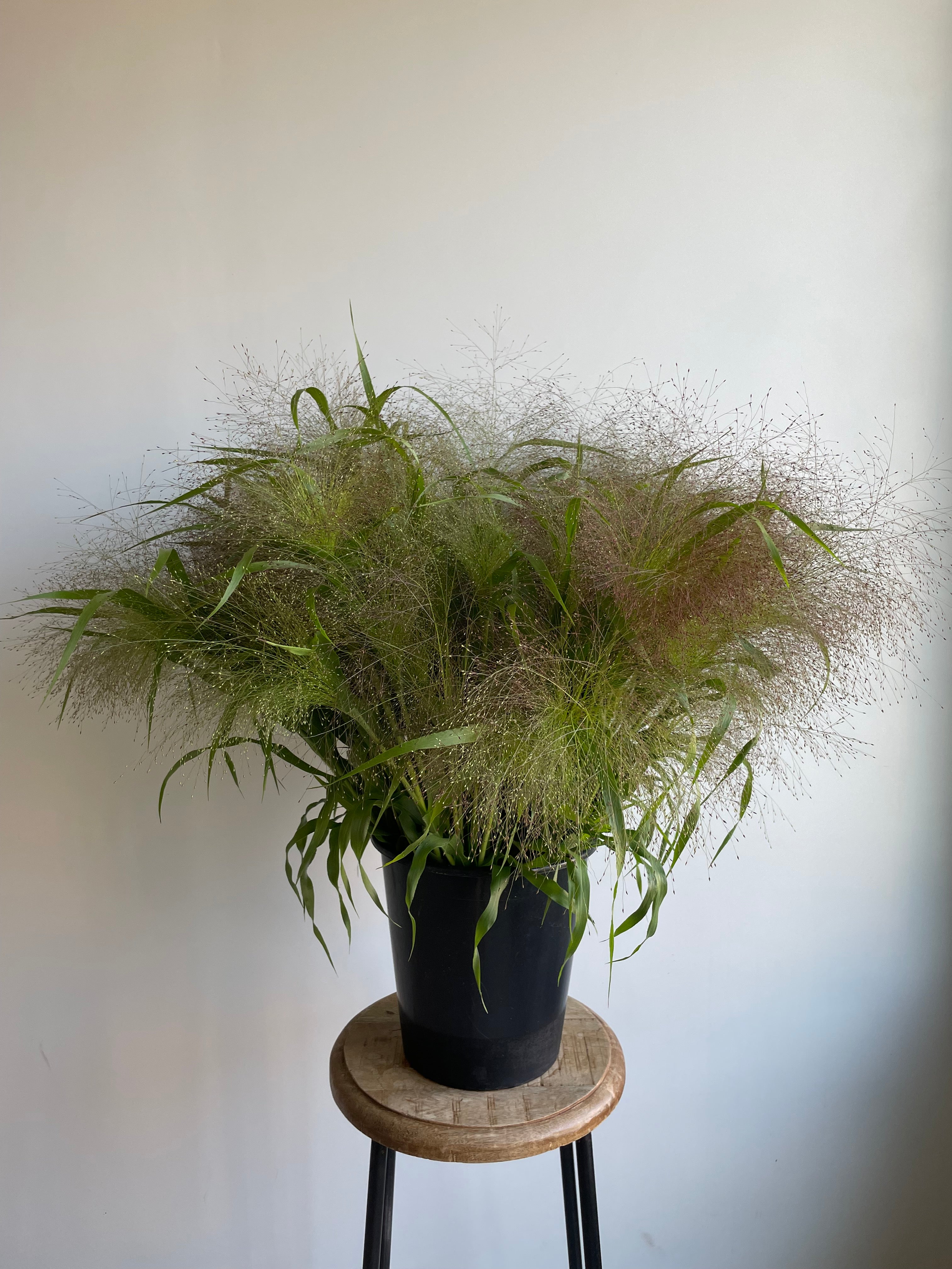 Panicum Elegance