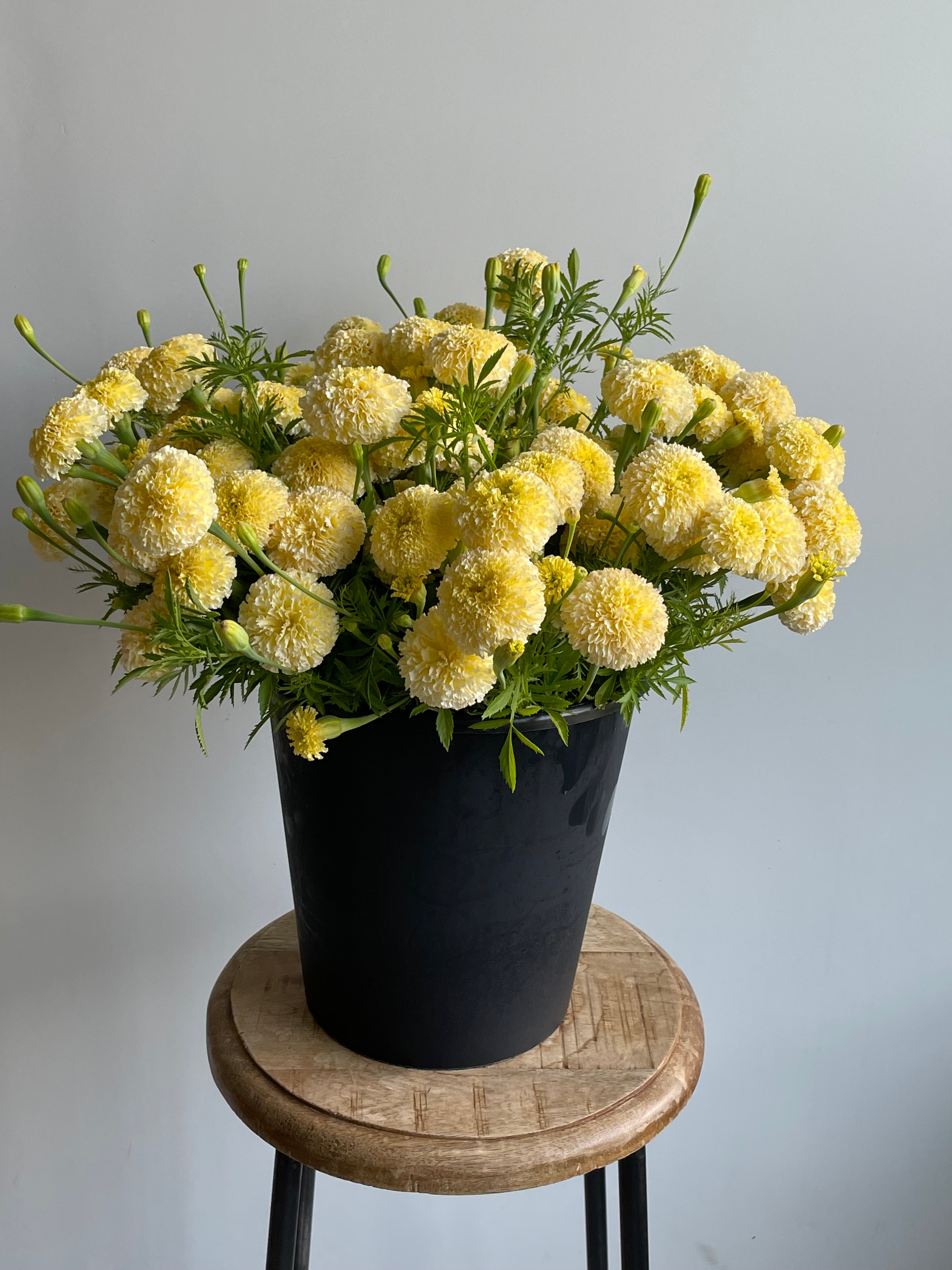 Tagetes White Swan F1