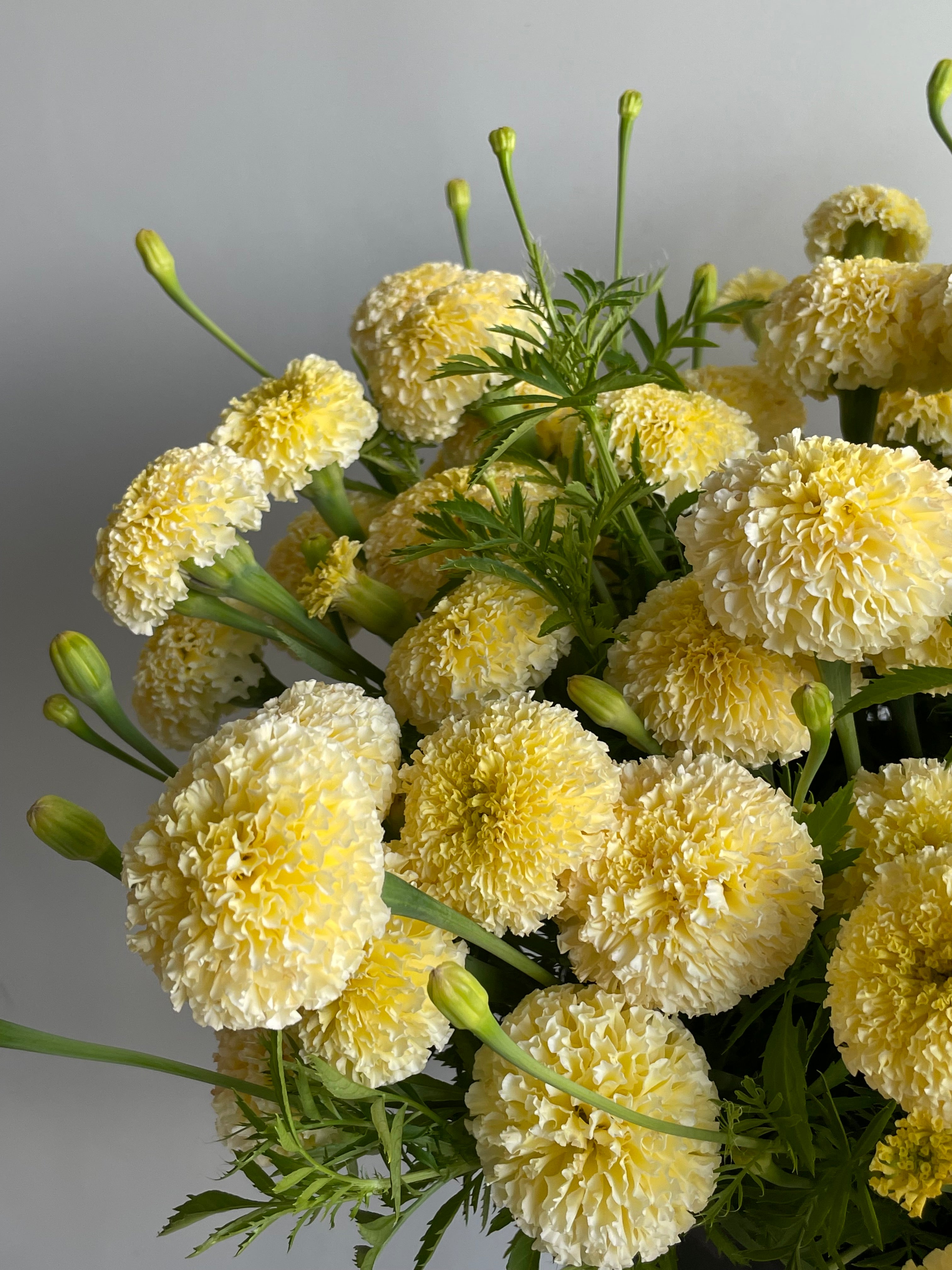 Tagetes White Swan F1