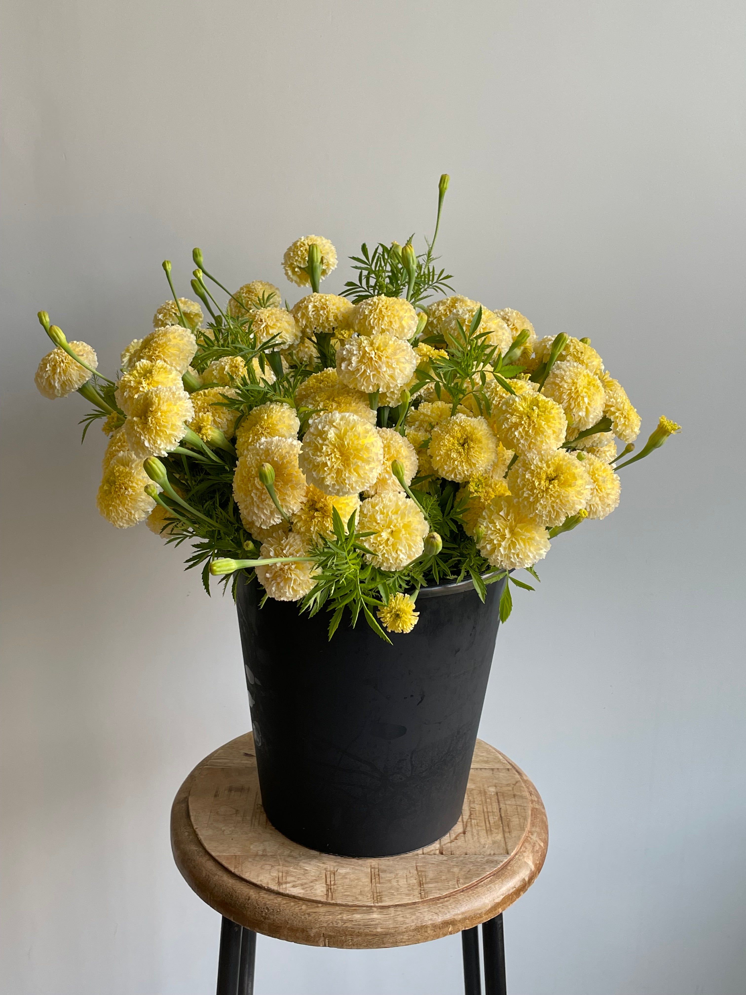 Tagetes White Swan F1